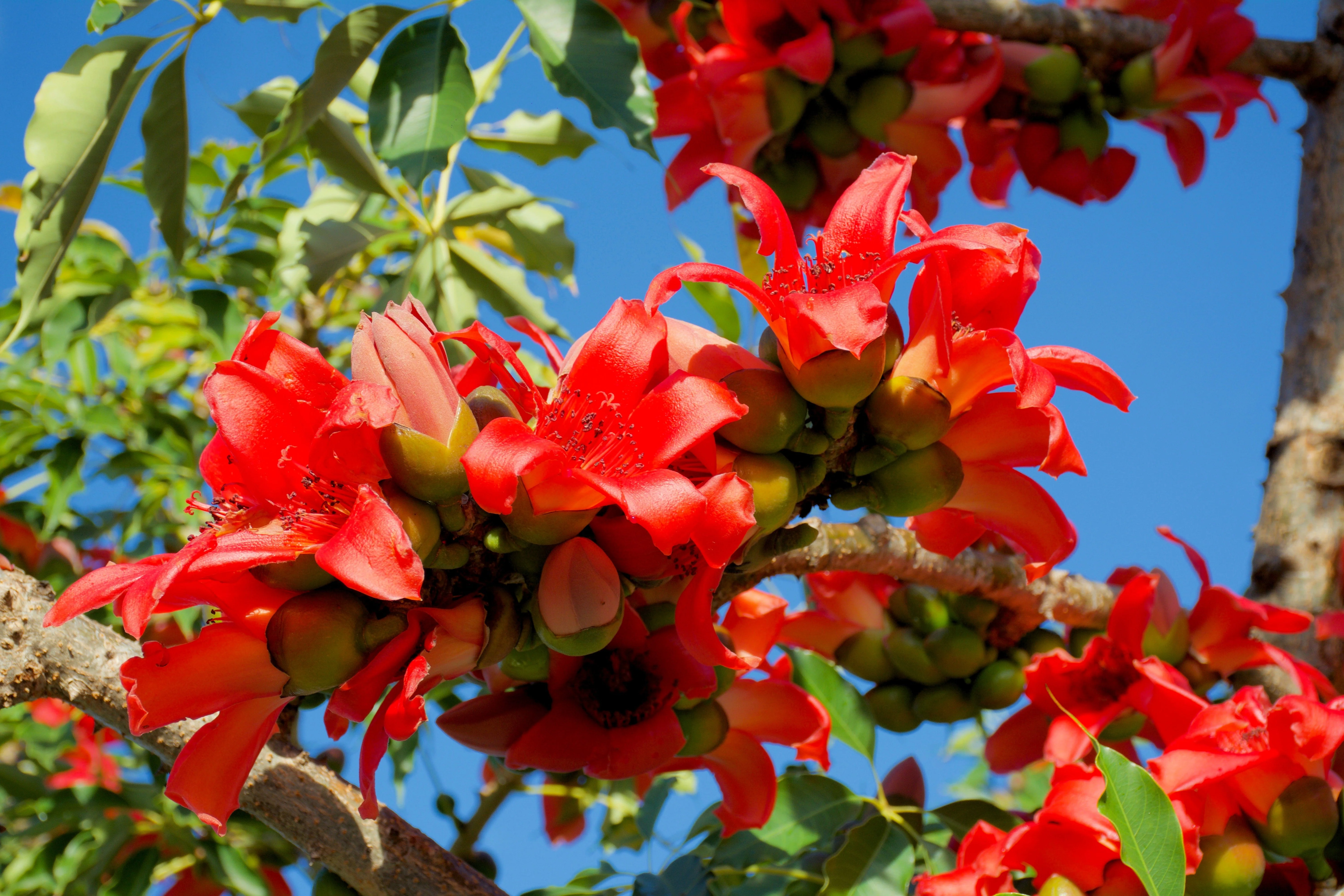 10 RED SILK COTTON Tree Bombax Ceiba Kapok Tropical Flower Seeds - Image 3