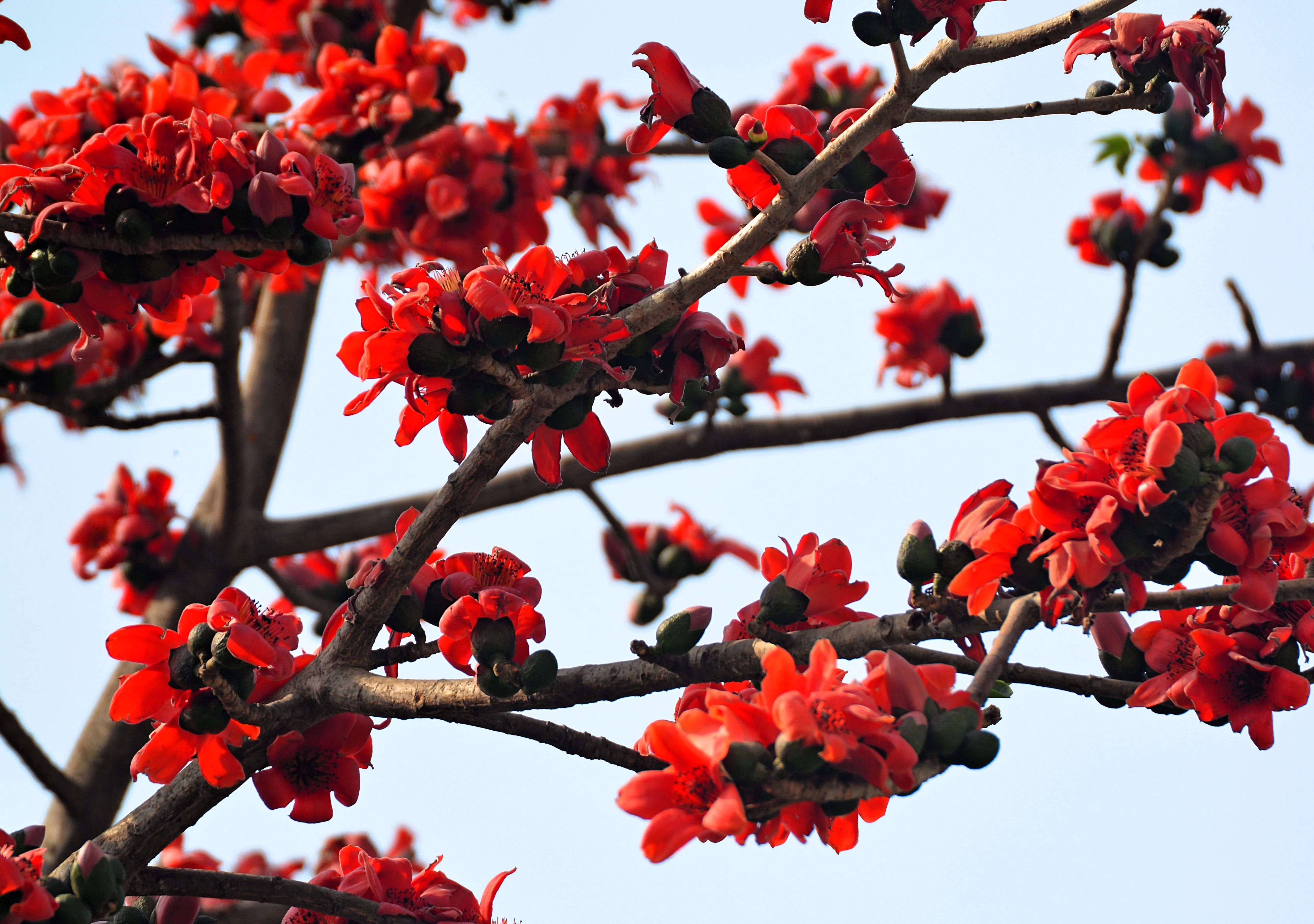 10 RED SILK COTTON Tree Bombax Ceiba Kapok Tropical Flower Seeds - Image 4