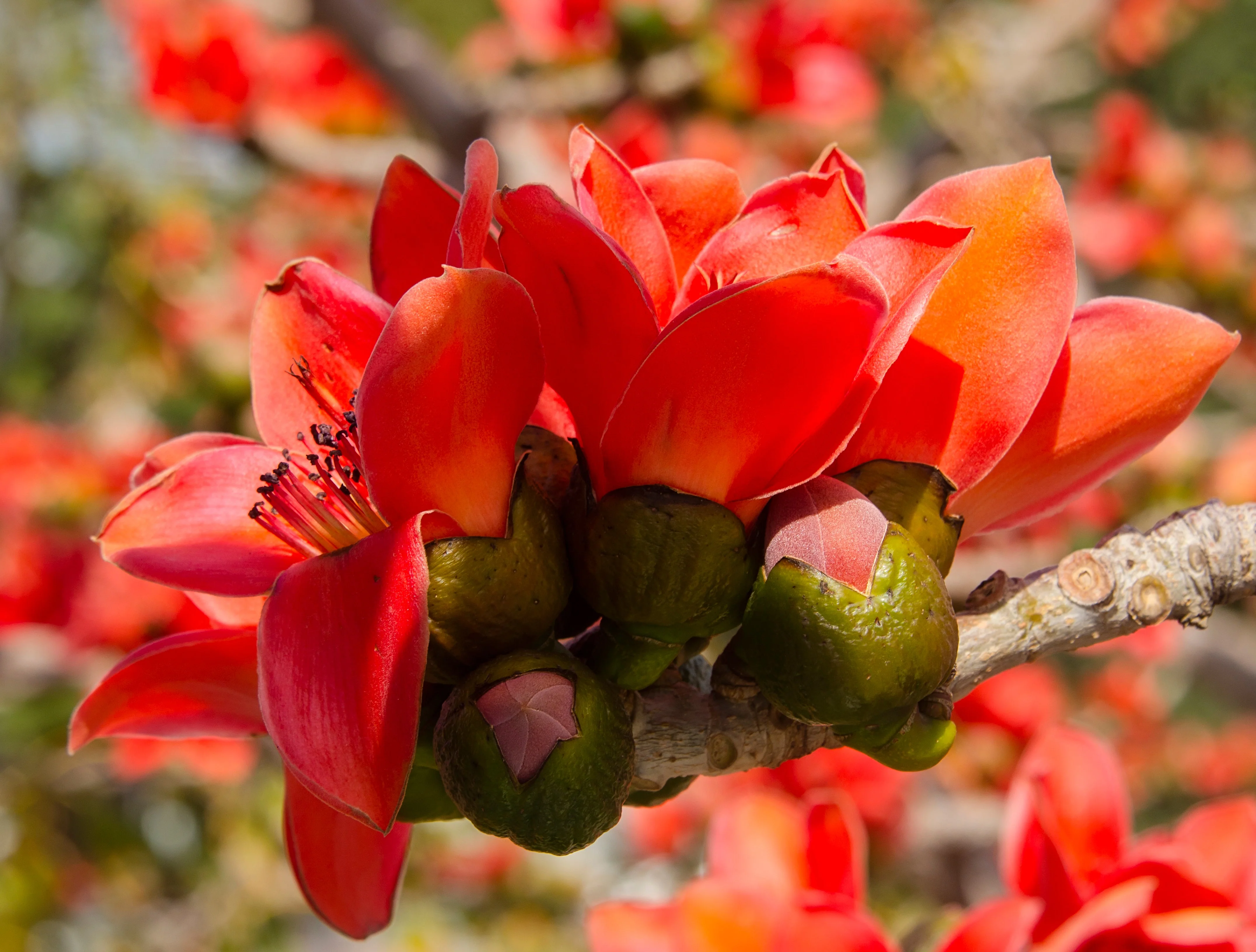 10 RED SILK COTTON Tree Bombax Ceiba Kapok Tropical Flower Seeds - Image 5