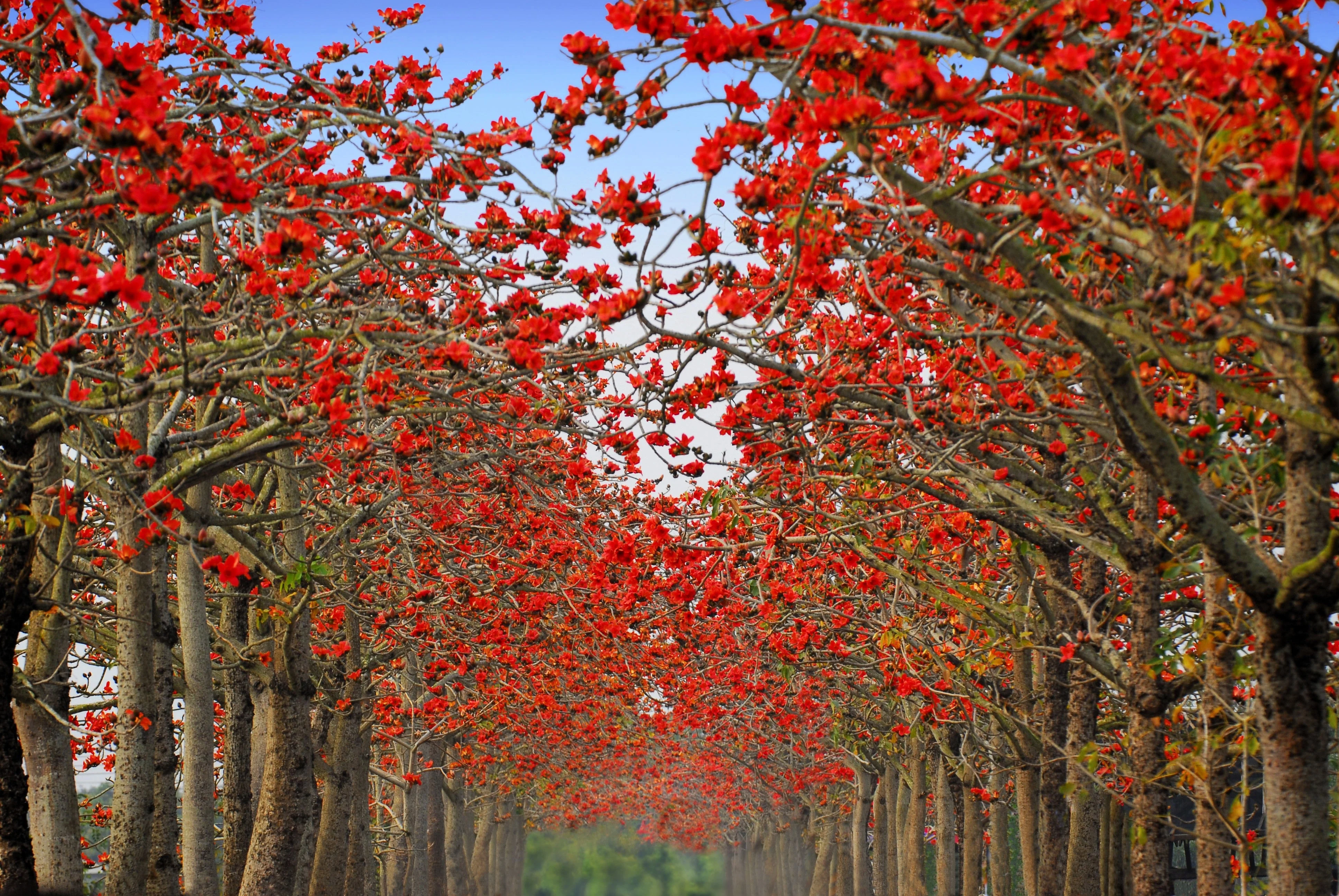 10 RED SILK COTTON Tree Bombax Ceiba Kapok Tropical Flower Seeds - Image 6
