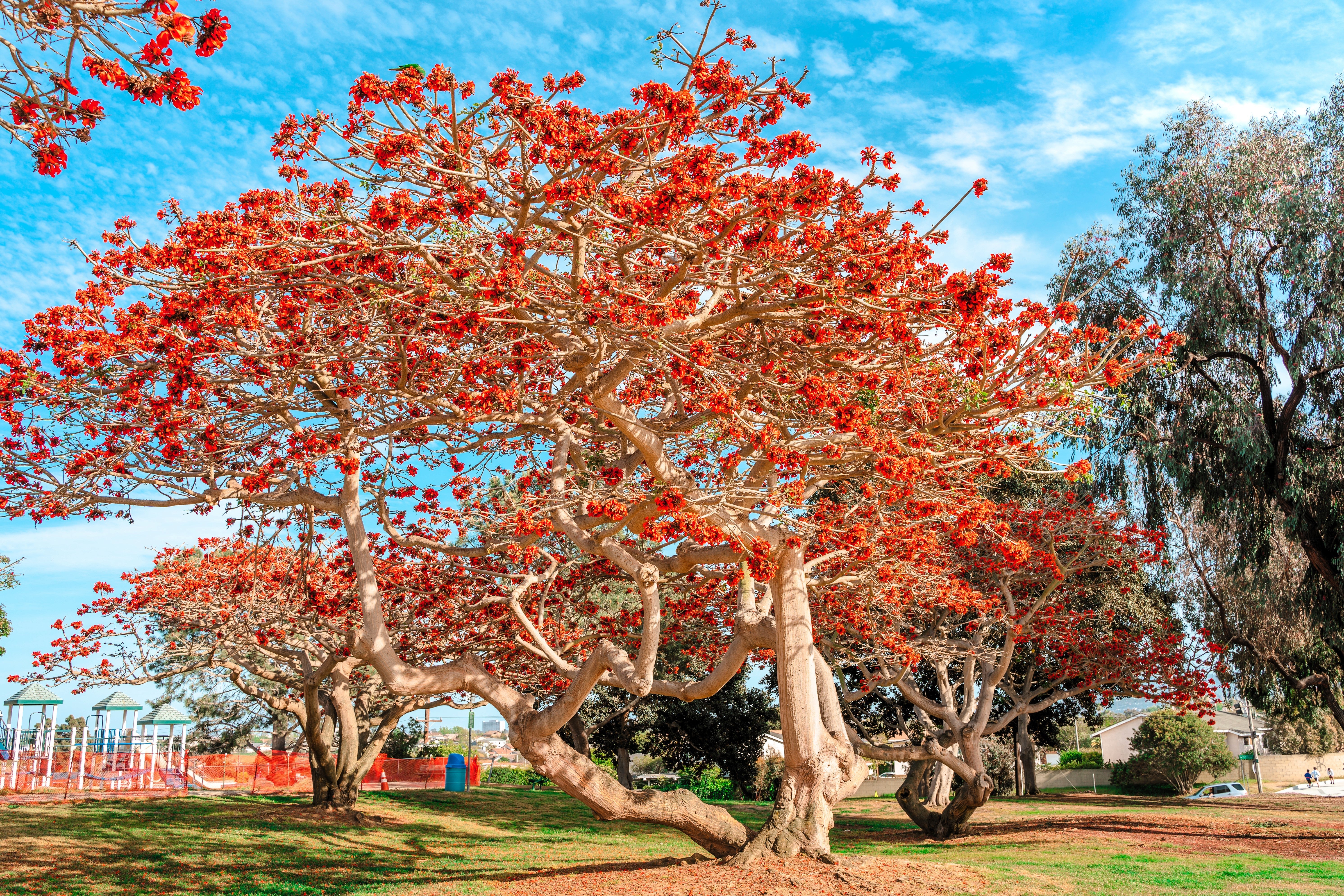 10 RED SILK COTTON Tree Bombax Ceiba Kapok Tropical Flower Seeds - Image 7