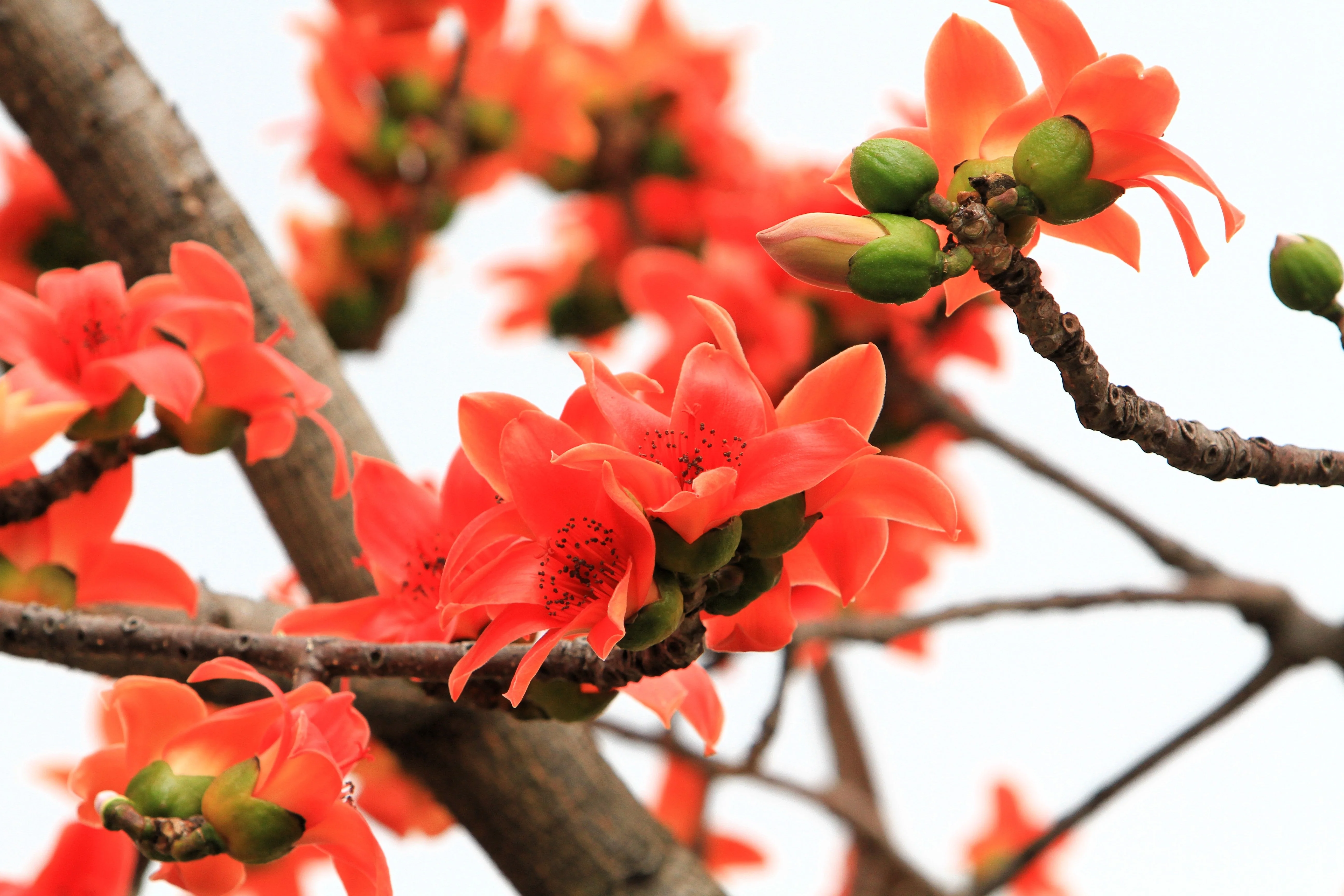 10 RED SILK COTTON Tree Bombax Ceiba Kapok Tropical Flower Seeds - Image 8
