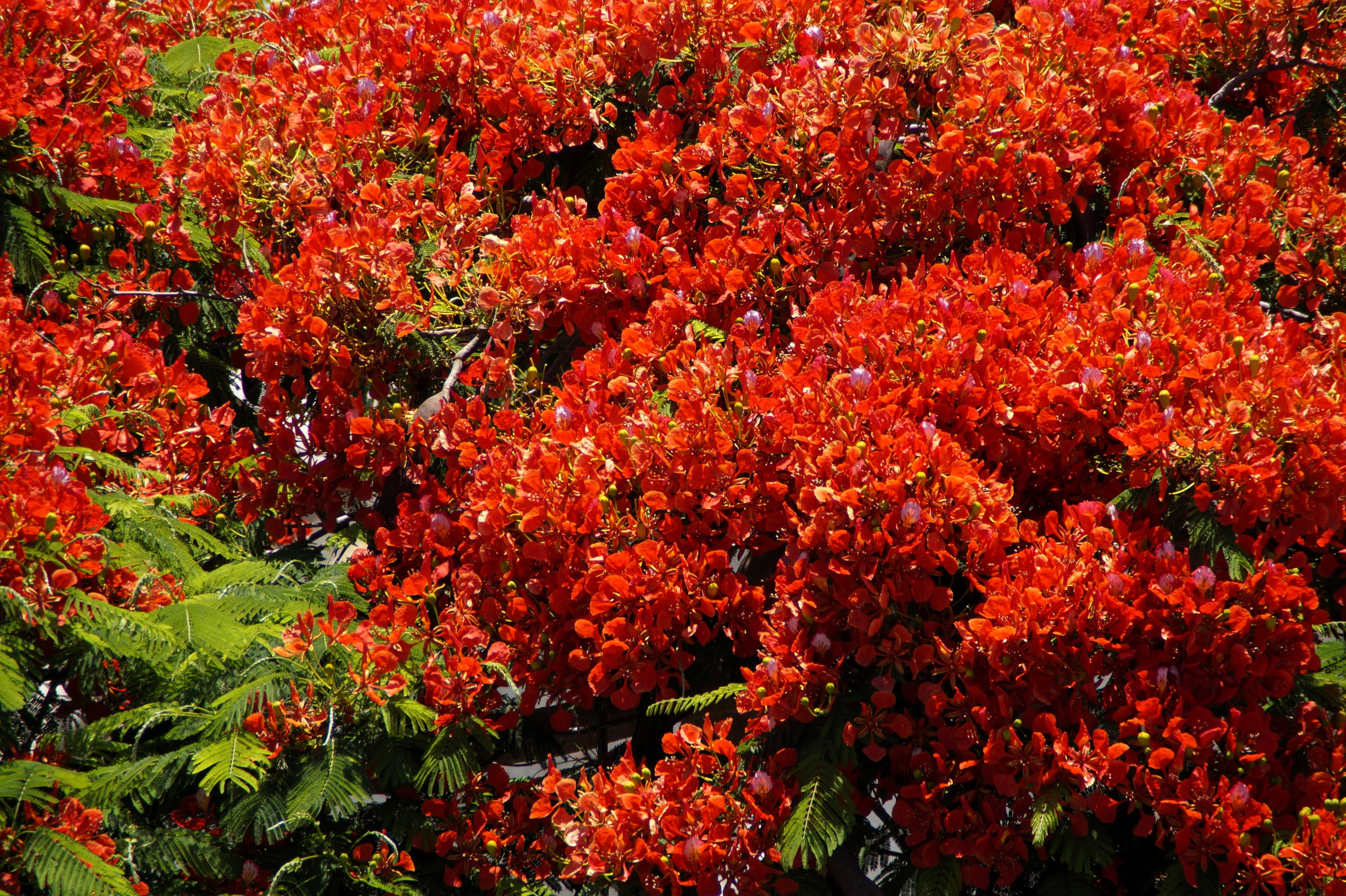 10 ROYAL POINCIANA TREE Delonix Regia aka Red Flame Flamboyant Tree Peacock Flower Seeds - Image 10
