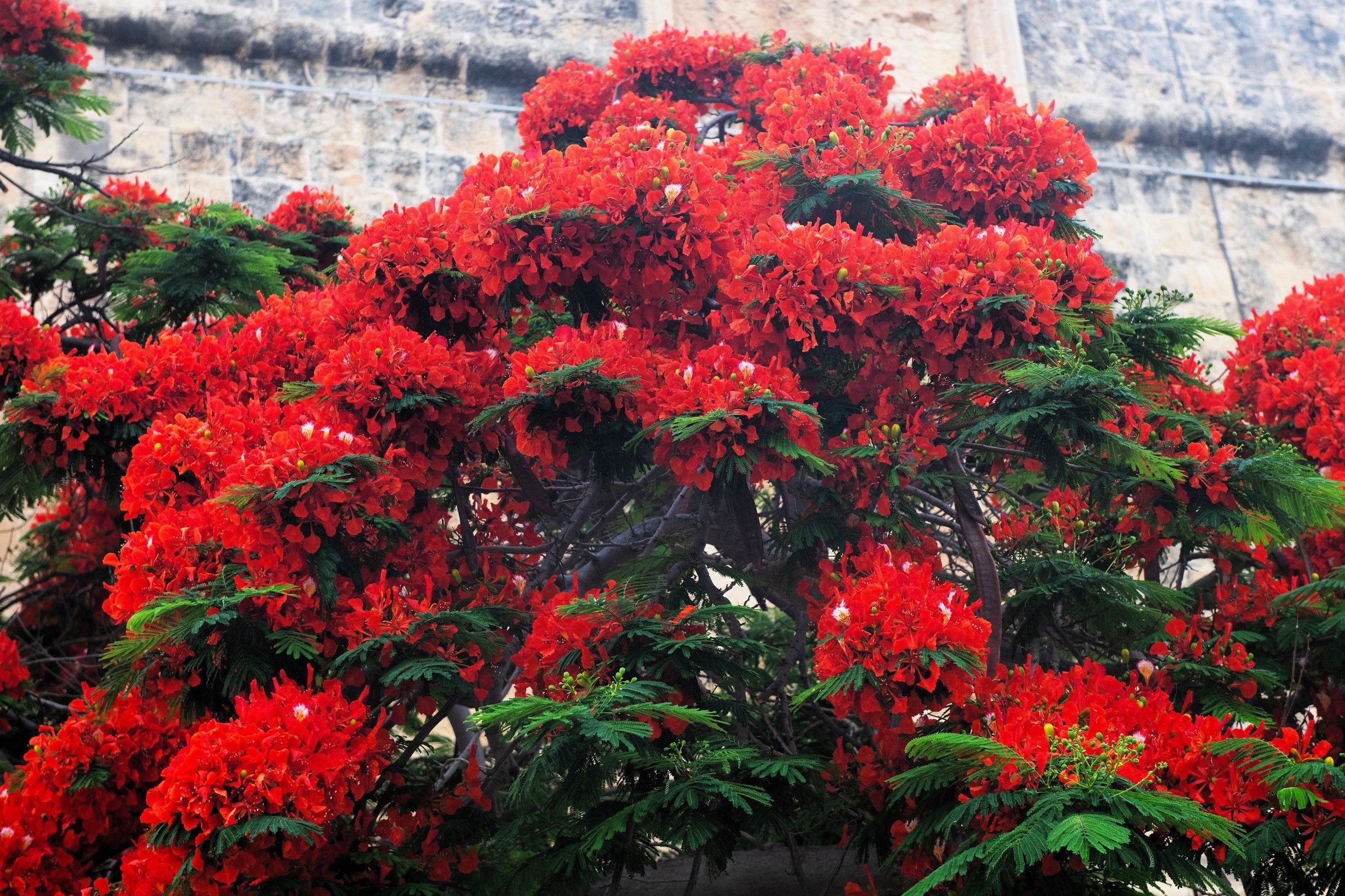 10 ROYAL POINCIANA TREE Delonix Regia aka Red Flame Flamboyant Tree Peacock Flower Seeds - Image 11