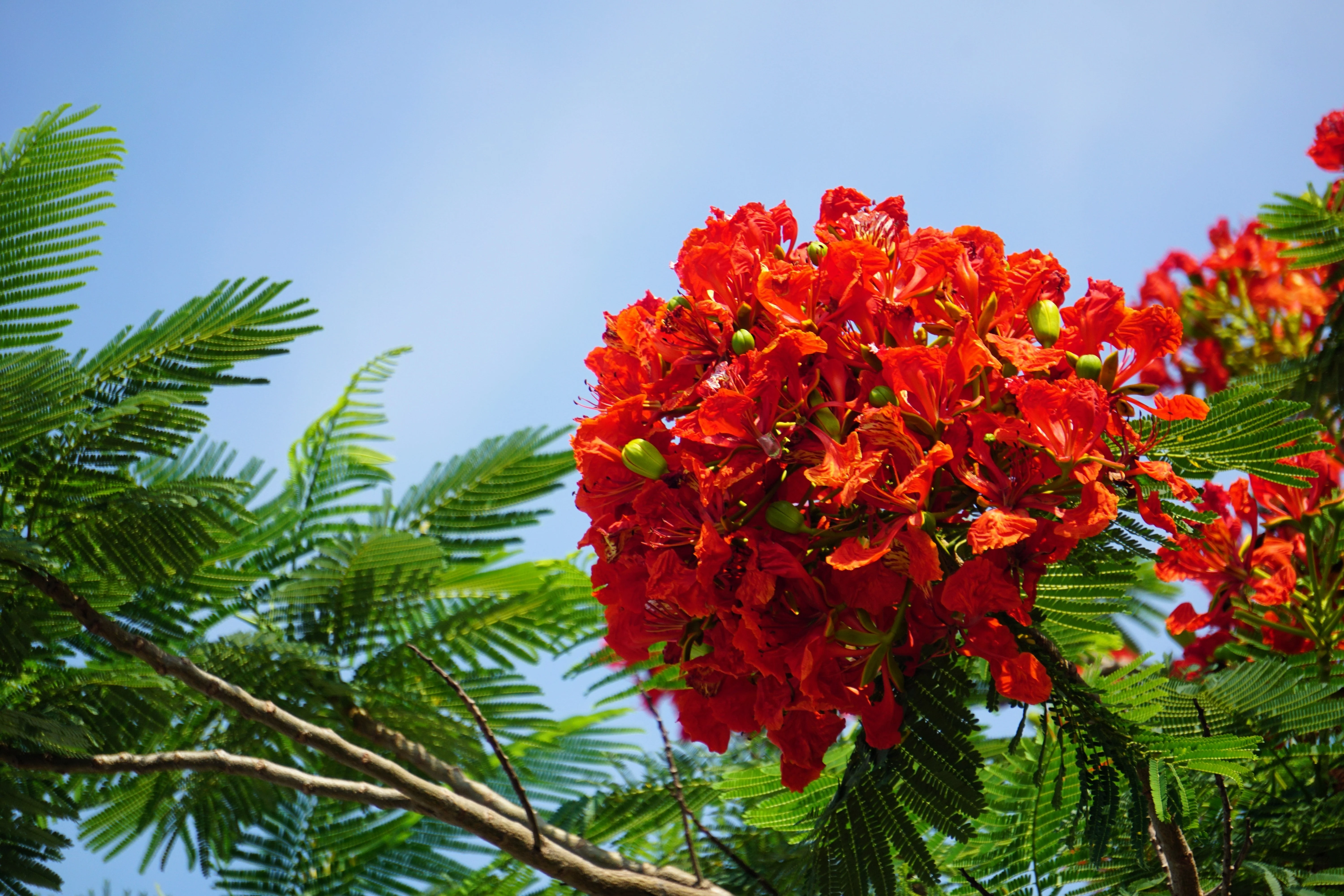 10 ROYAL POINCIANA TREE Delonix Regia aka Red Flame Flamboyant Tree Peacock Flower Seeds - Image 12