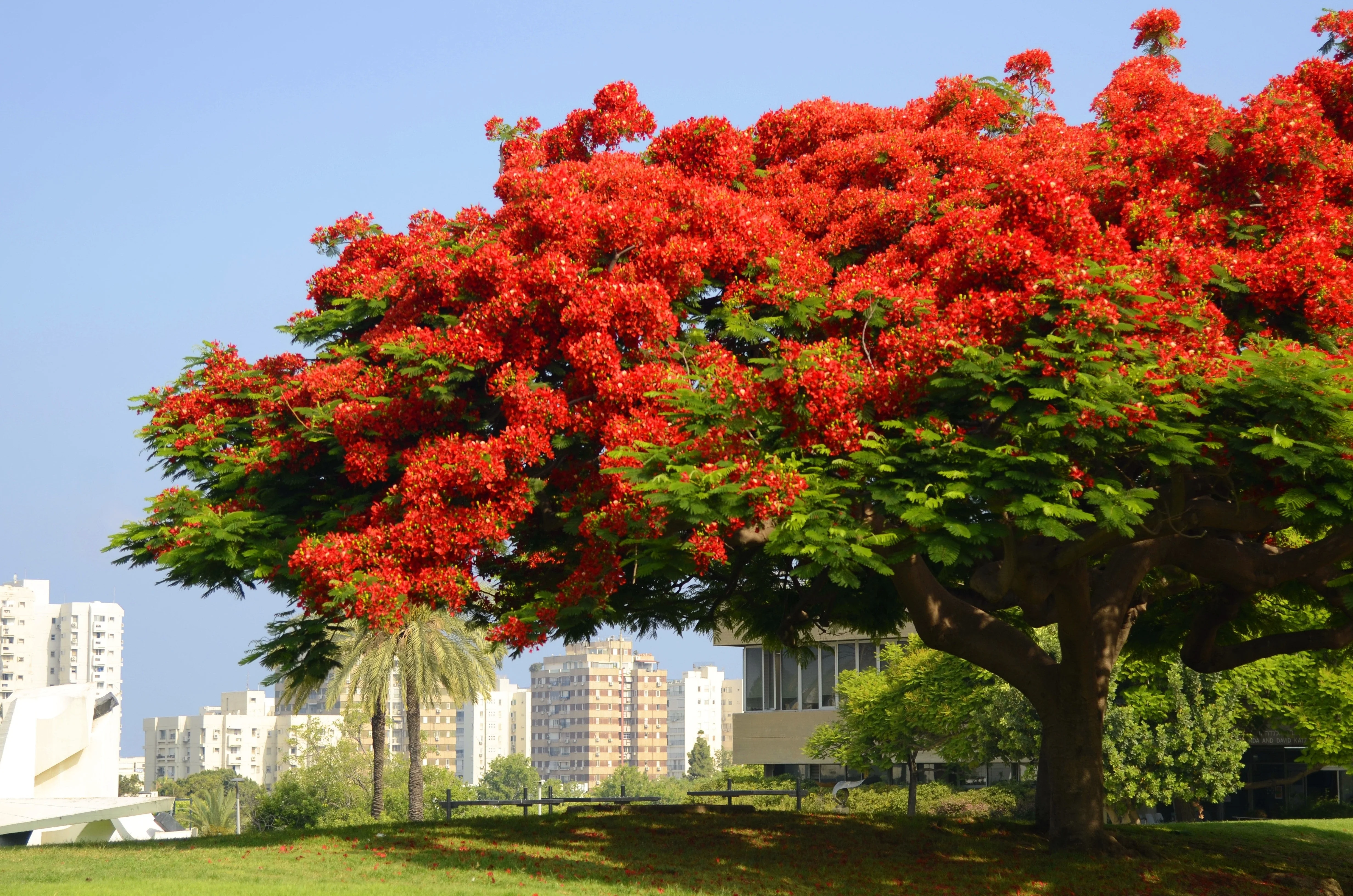 10 ROYAL POINCIANA TREE Delonix Regia aka Red Flame Flamboyant Tree Peacock Flower Seeds - Image 2