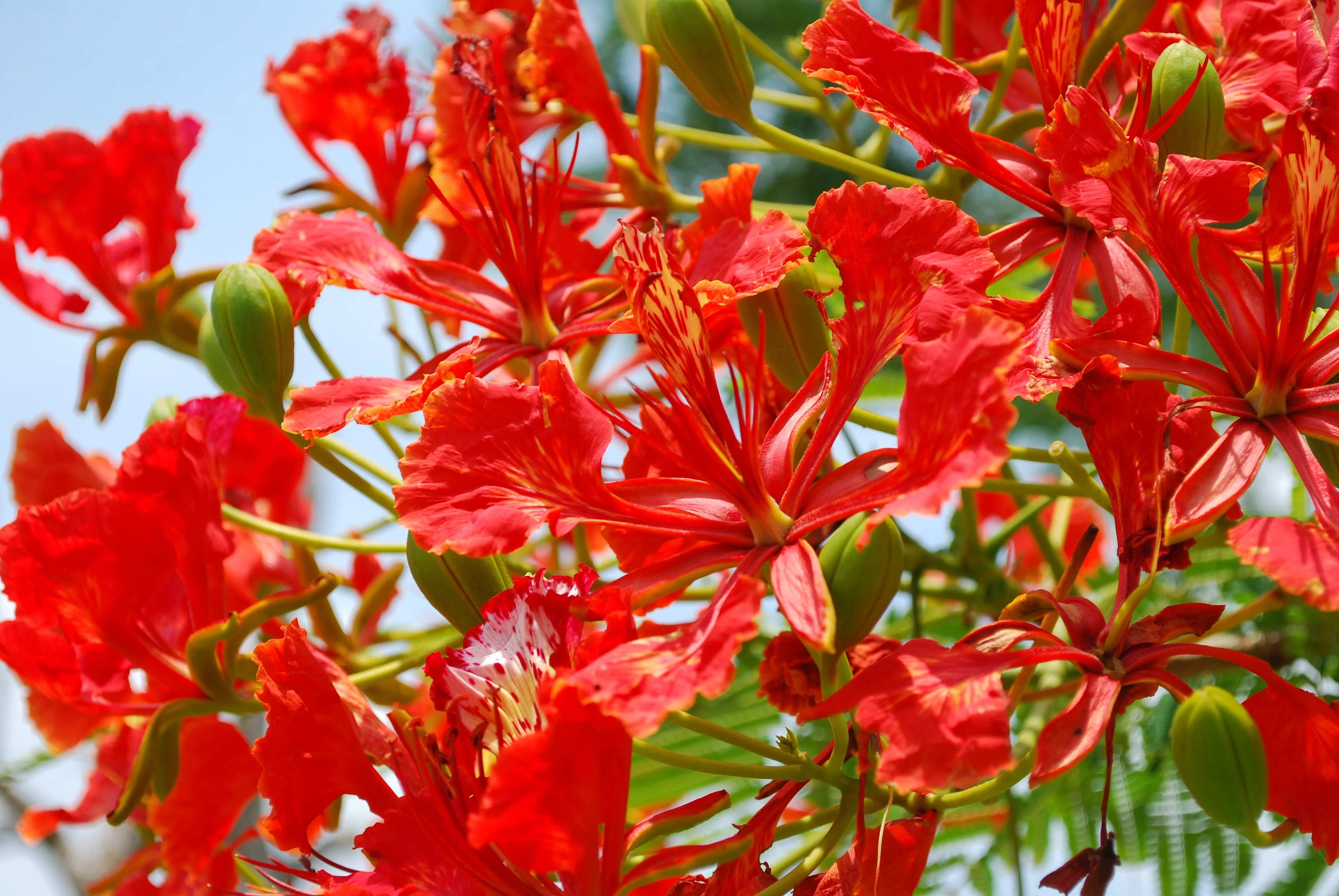 10 ROYAL POINCIANA TREE Delonix Regia aka Red Flame Flamboyant Tree Peacock Flower Seeds - Image 3