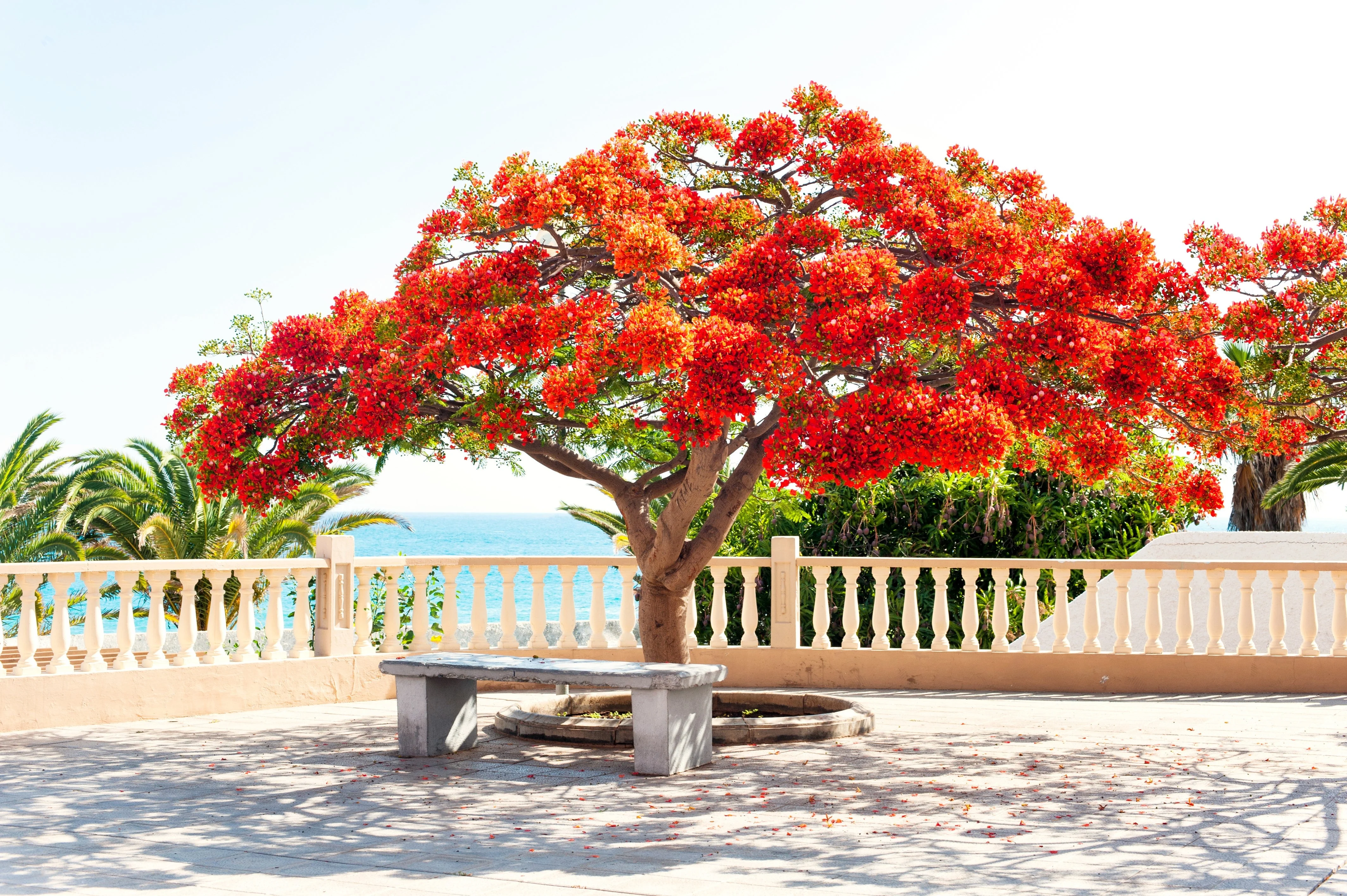 10 ROYAL POINCIANA TREE Delonix Regia aka Red Flame Flamboyant Tree Peacock Flower Seeds - Image 4
