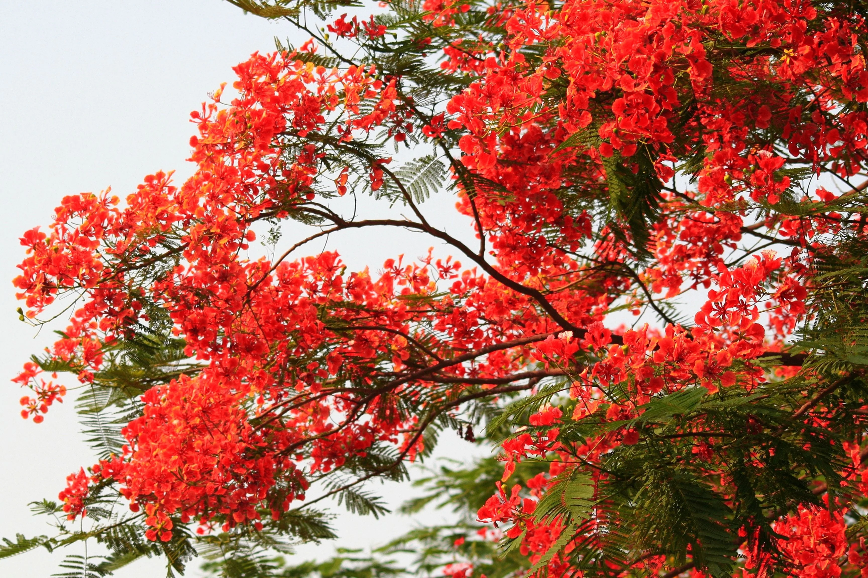10 ROYAL POINCIANA TREE Delonix Regia aka Red Flame Flamboyant Tree Peacock Flower Seeds - Image 5