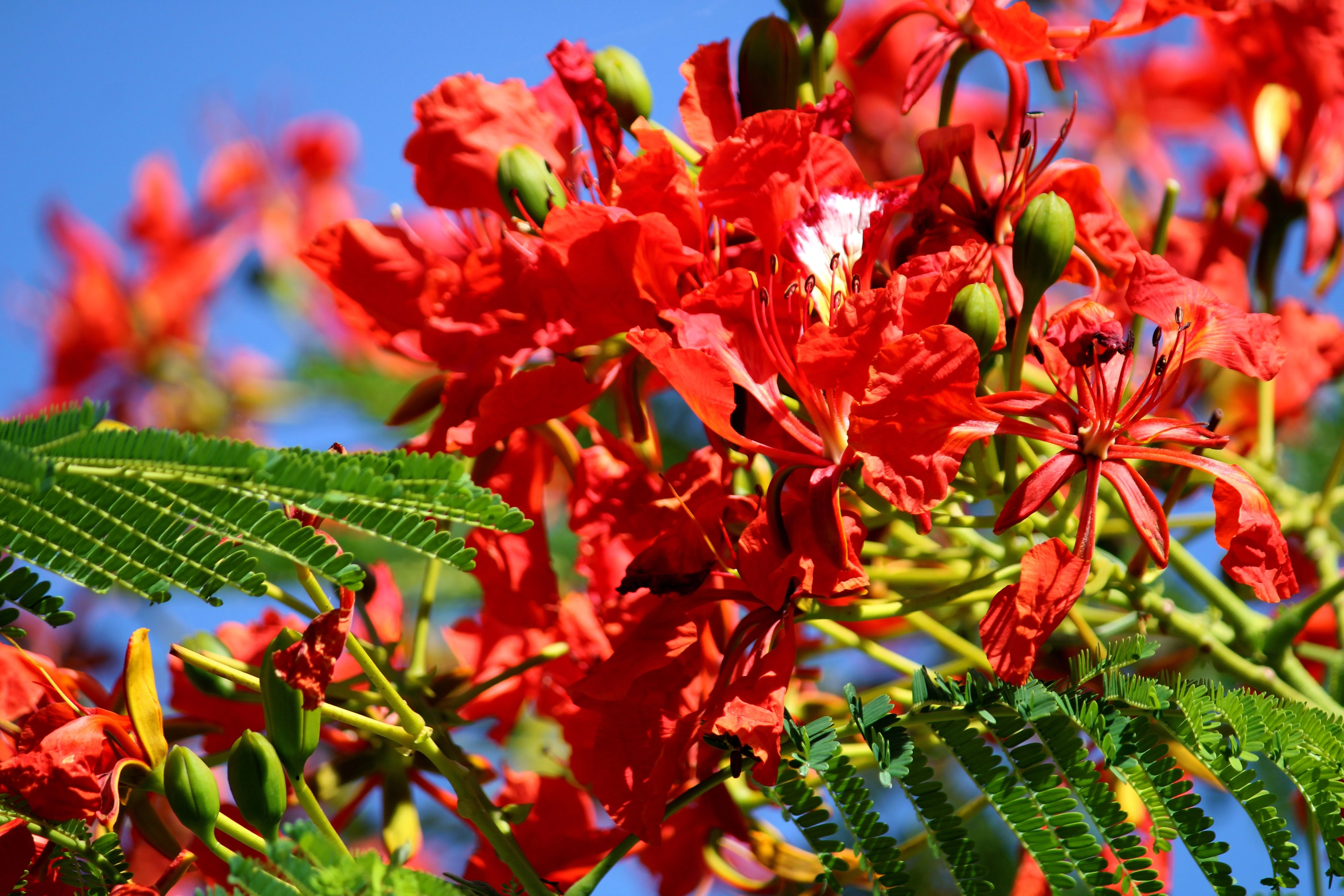 10 ROYAL POINCIANA TREE Delonix Regia aka Red Flame Flamboyant Tree Peacock Flower Seeds - Image 6