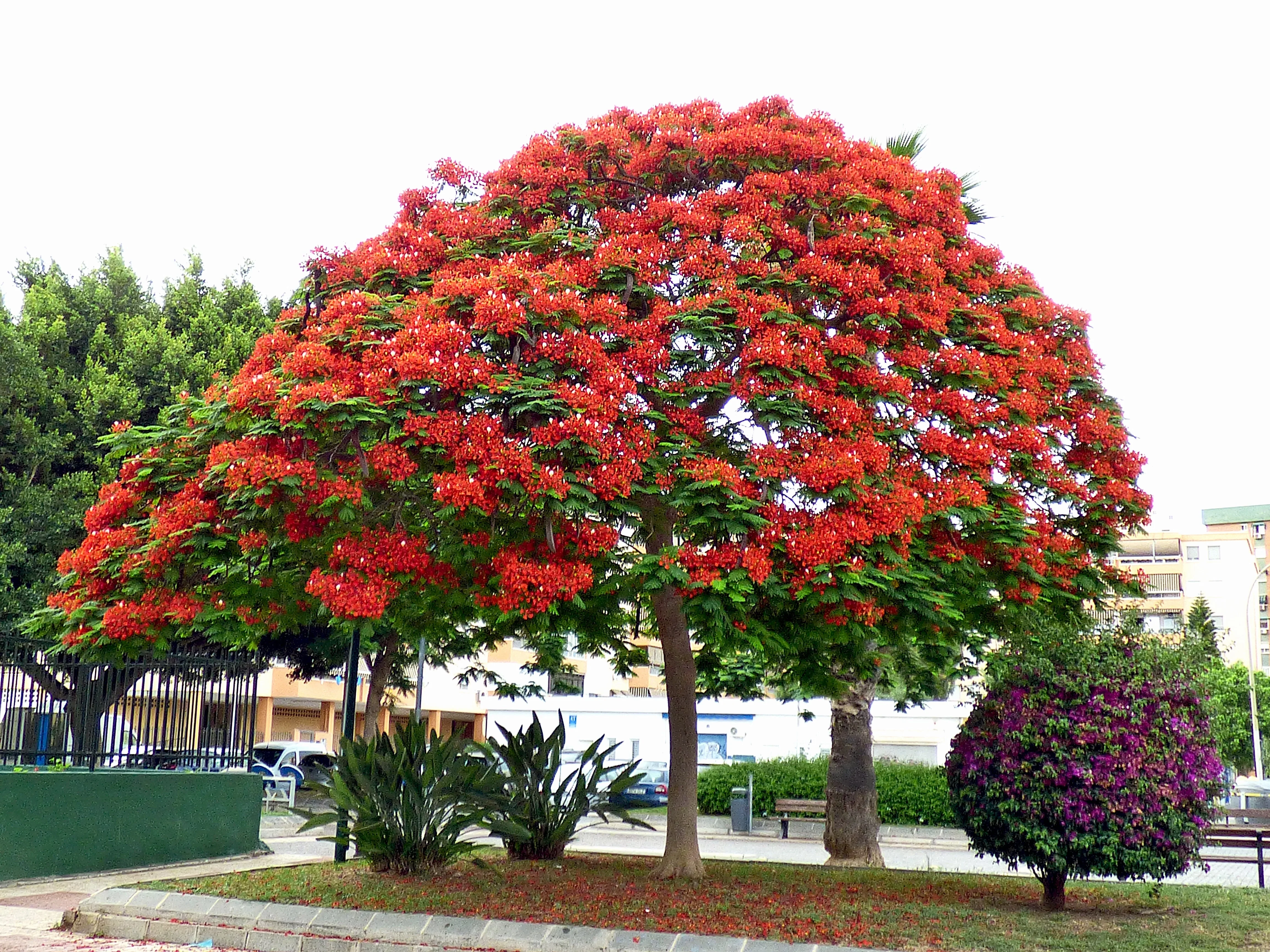 10 ROYAL POINCIANA TREE Delonix Regia aka Red Flame Flamboyant Tree Peacock Flower Seeds - Image 7