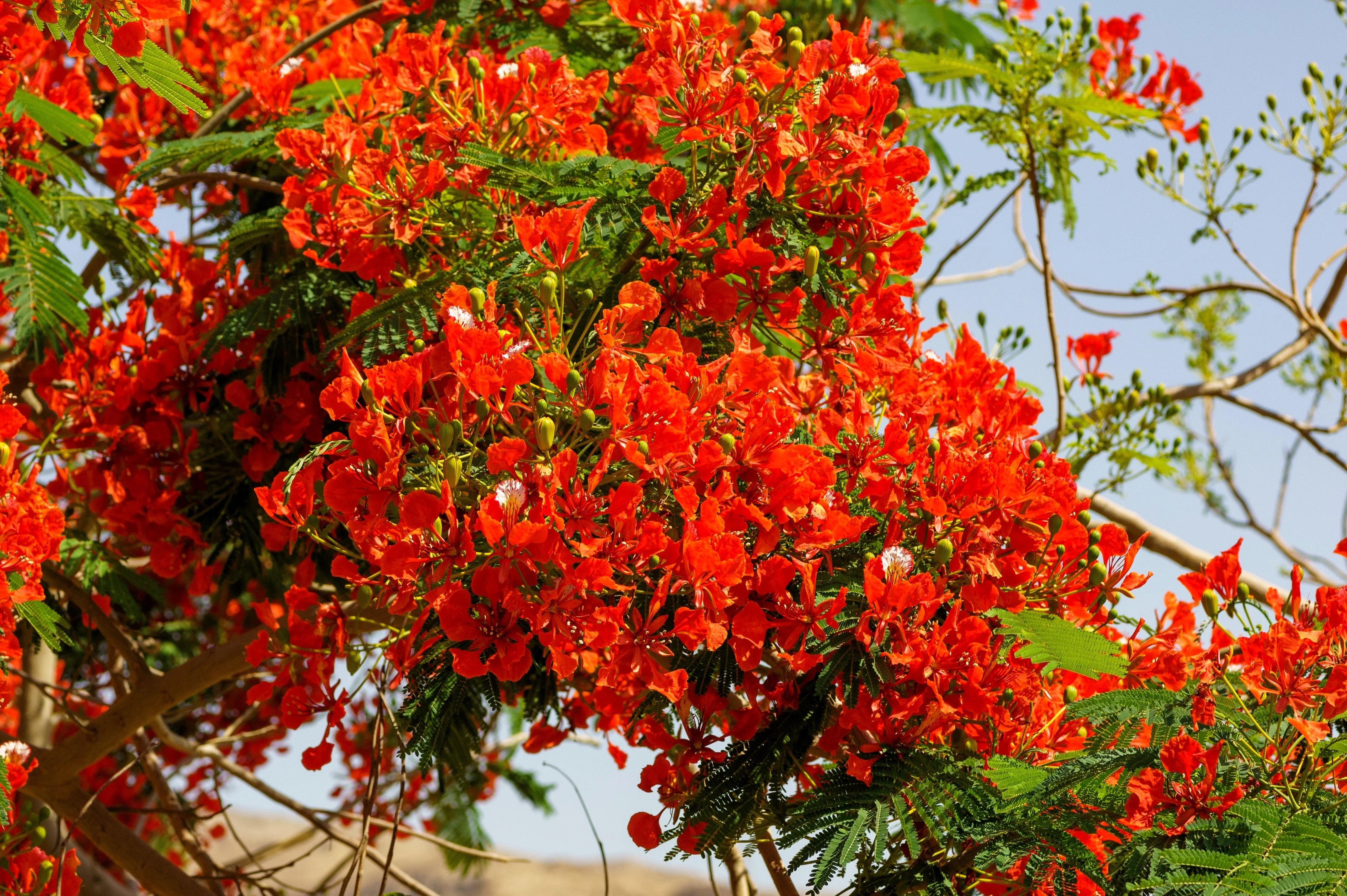 10 ROYAL POINCIANA TREE Delonix Regia aka Red Flame Flamboyant Tree Peacock Flower Seeds - Image 8