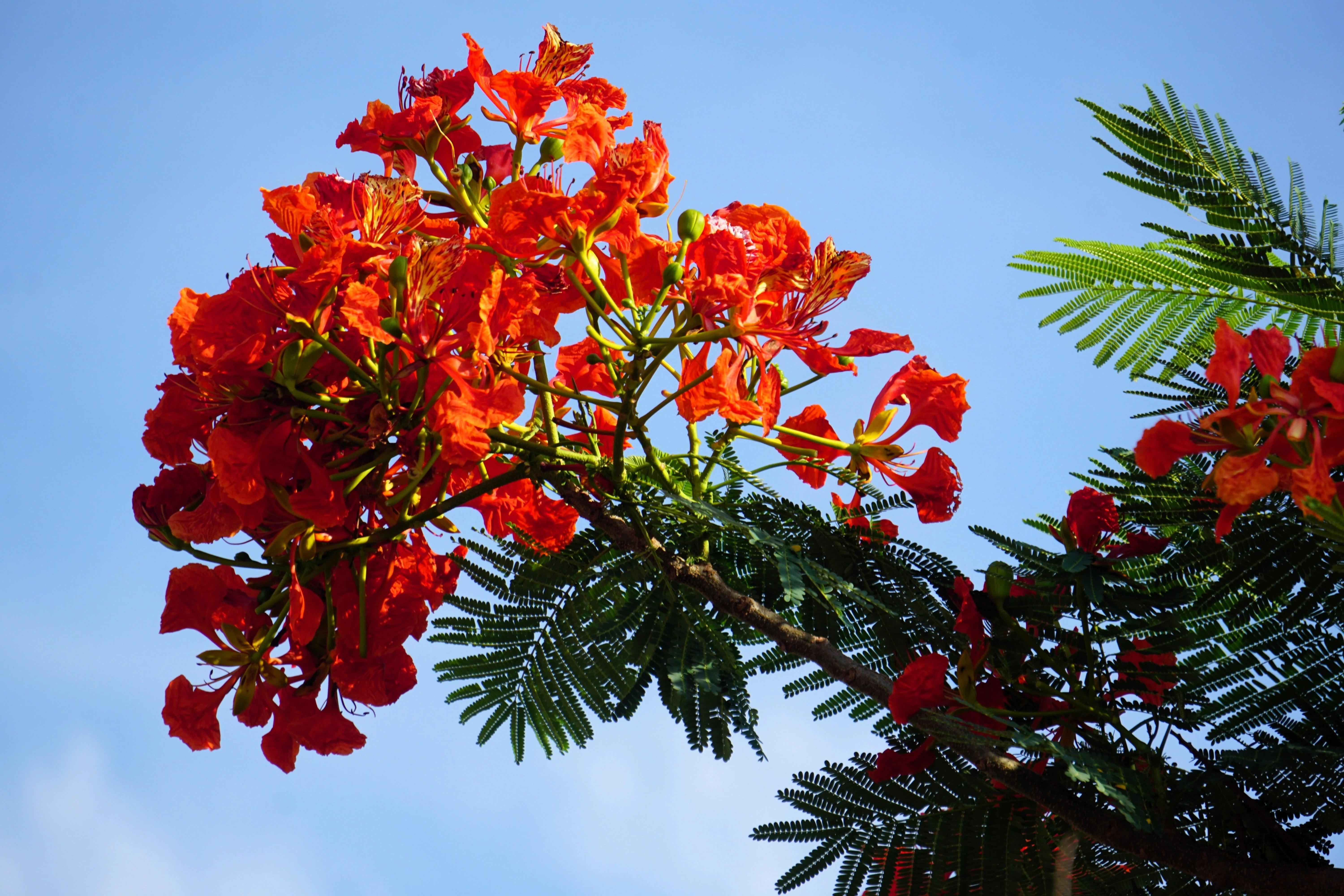 10 ROYAL POINCIANA TREE Delonix Regia aka Red Flame Flamboyant Tree Peacock Flower Seeds - Image 9
