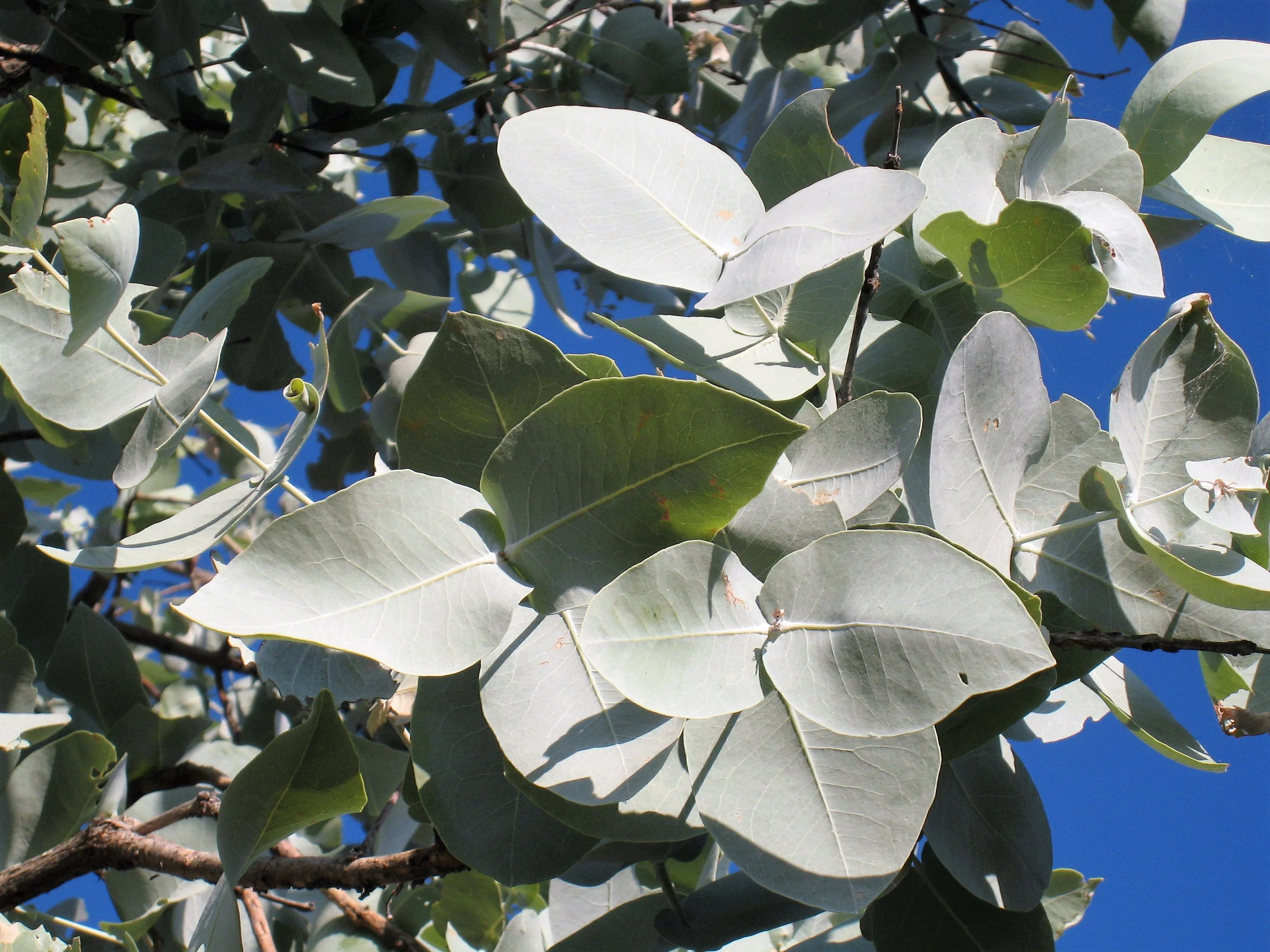 10 SILVER BOX EUCALYPTUS Pruinosa Silvery Blue-Green Foliage Apple Box Smoke Tree White Yellow Flower Seeds - Image 2