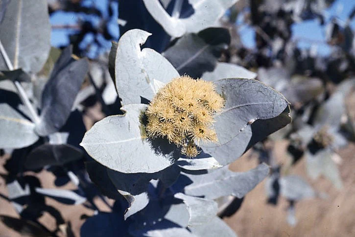 10 SILVER BOX EUCALYPTUS Pruinosa Silvery Blue-Green Foliage Apple Box Smoke Tree White Yellow Flower Seeds - Image 3