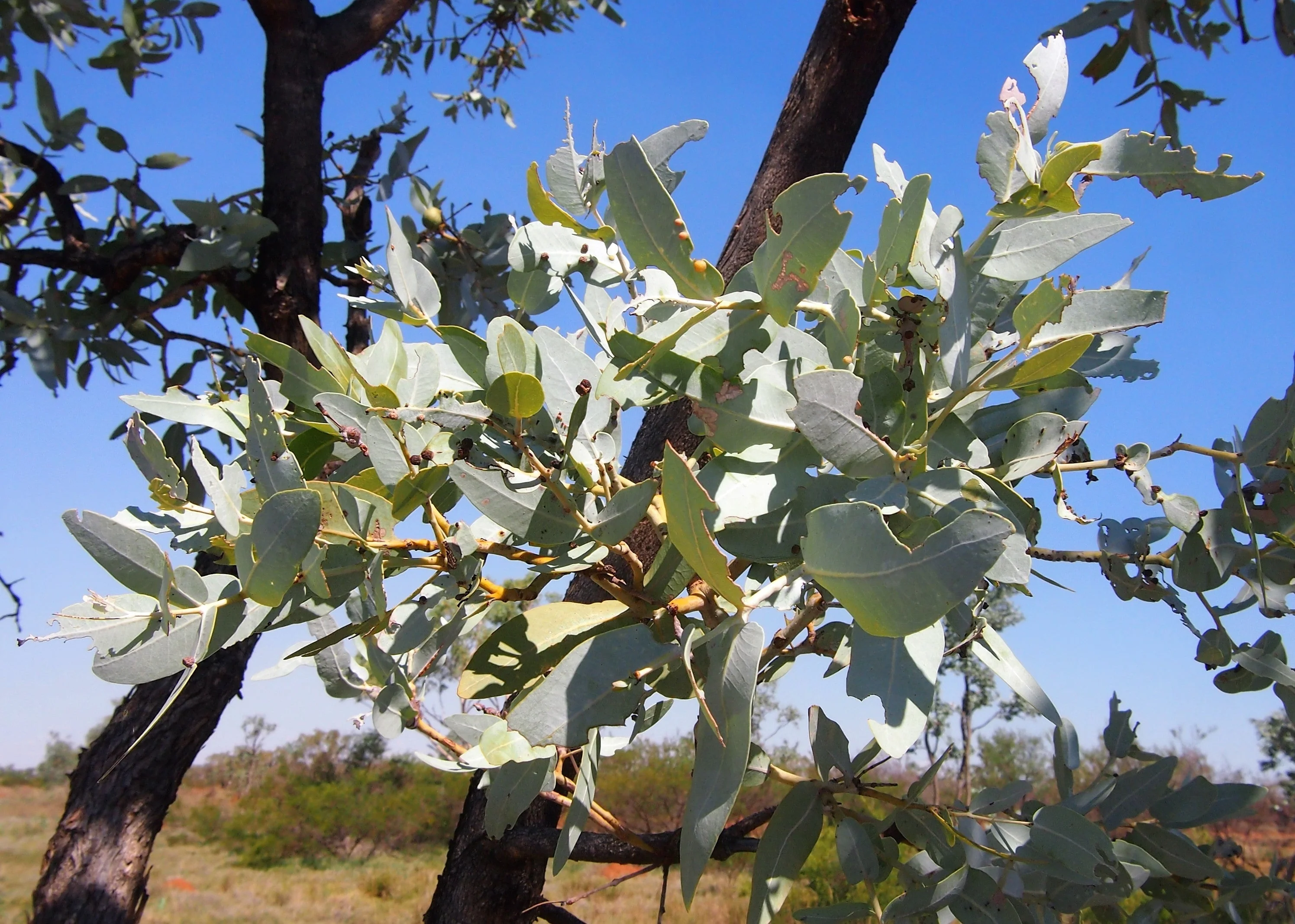 10 SILVER BOX EUCALYPTUS Pruinosa Silvery Blue-Green Foliage Apple Box Smoke Tree White Yellow Flower Seeds - Image 4