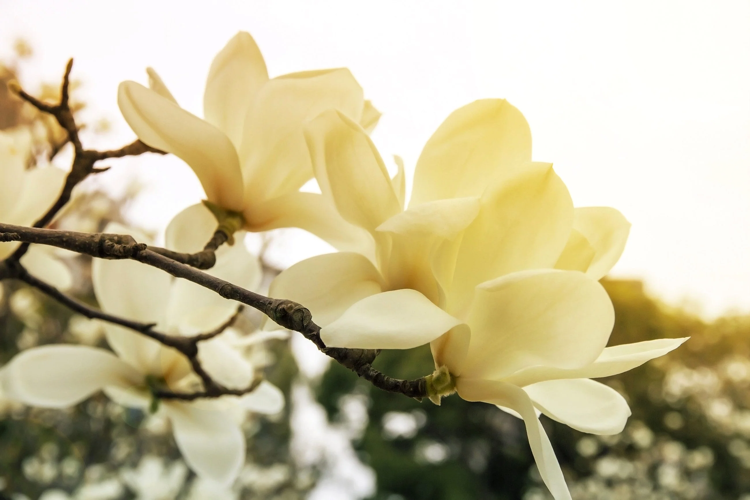 10 SOUTHERN MAGNOLIA TREE 12" White Flowers Native Grandiflora Bull Bay Seeds - Image 10