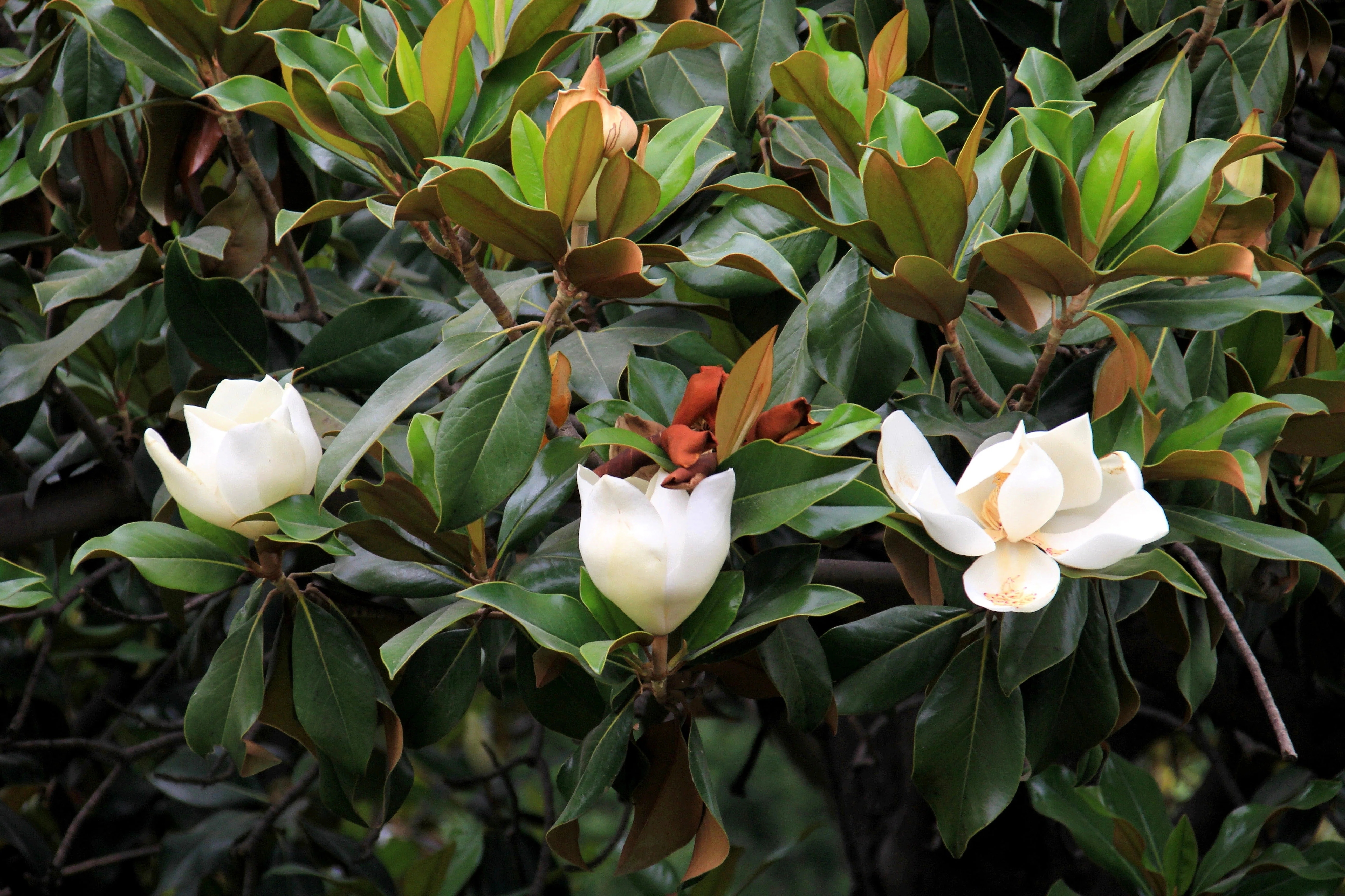10 SOUTHERN MAGNOLIA TREE 12" White Flowers Native Grandiflora Bull Bay Seeds - Image 11