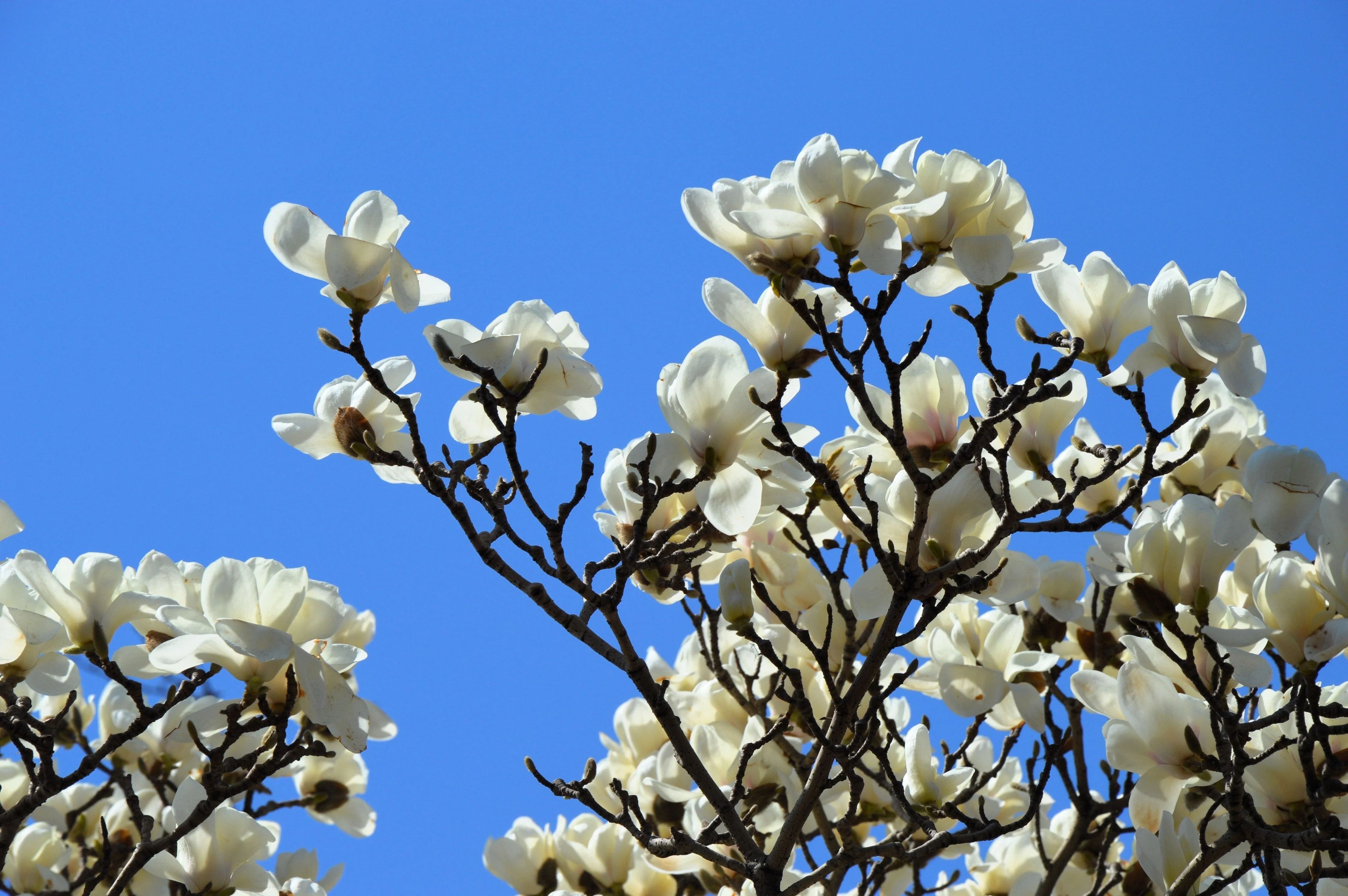 10 SOUTHERN MAGNOLIA TREE 12" White Flowers Native Grandiflora Bull Bay Seeds - Image 15