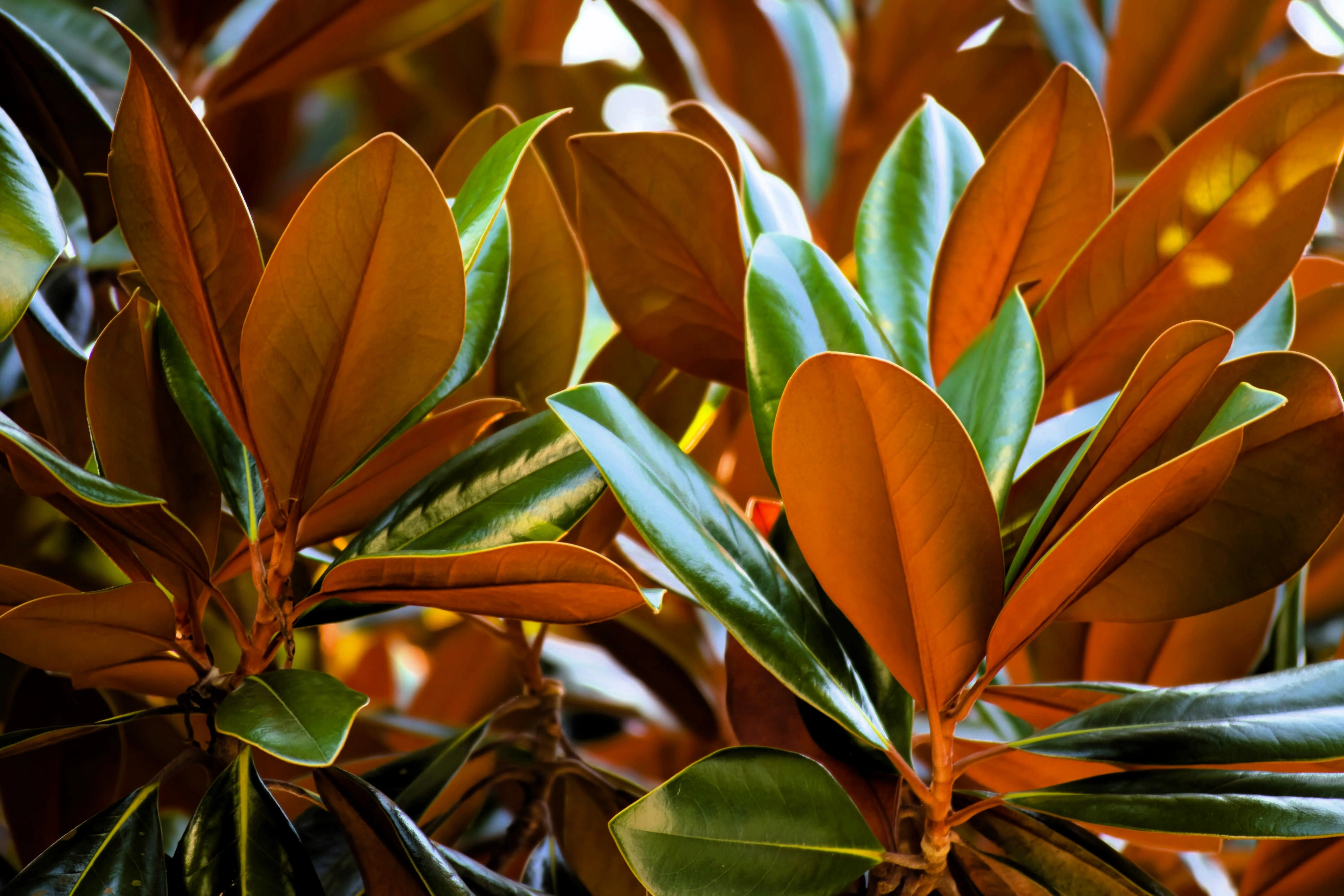 10 SOUTHERN MAGNOLIA TREE 12" White Flowers Native Grandiflora Bull Bay Seeds - Image 5