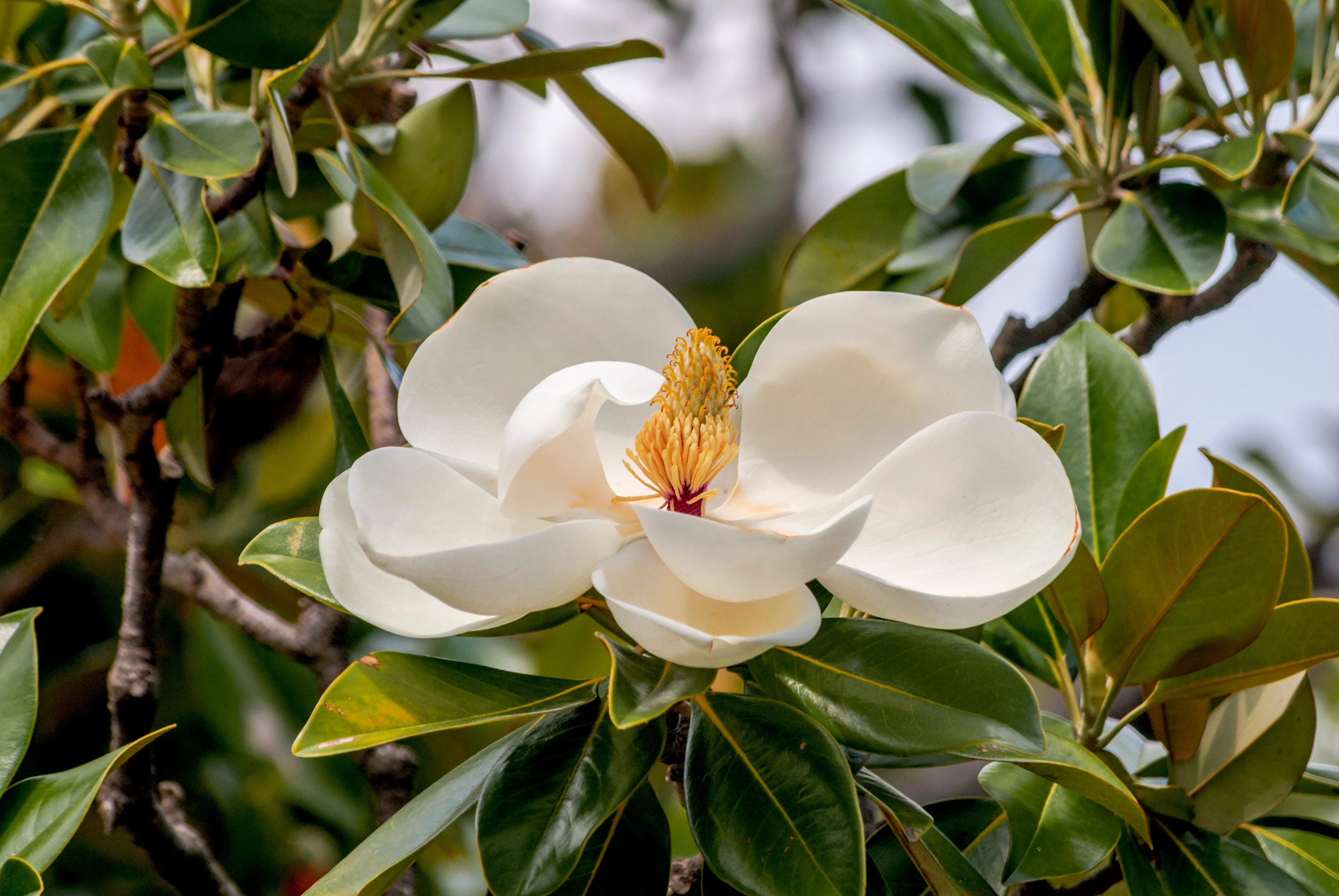 10 SOUTHERN MAGNOLIA TREE 12" White Flowers Native Grandiflora Bull Bay Seeds - Image 6