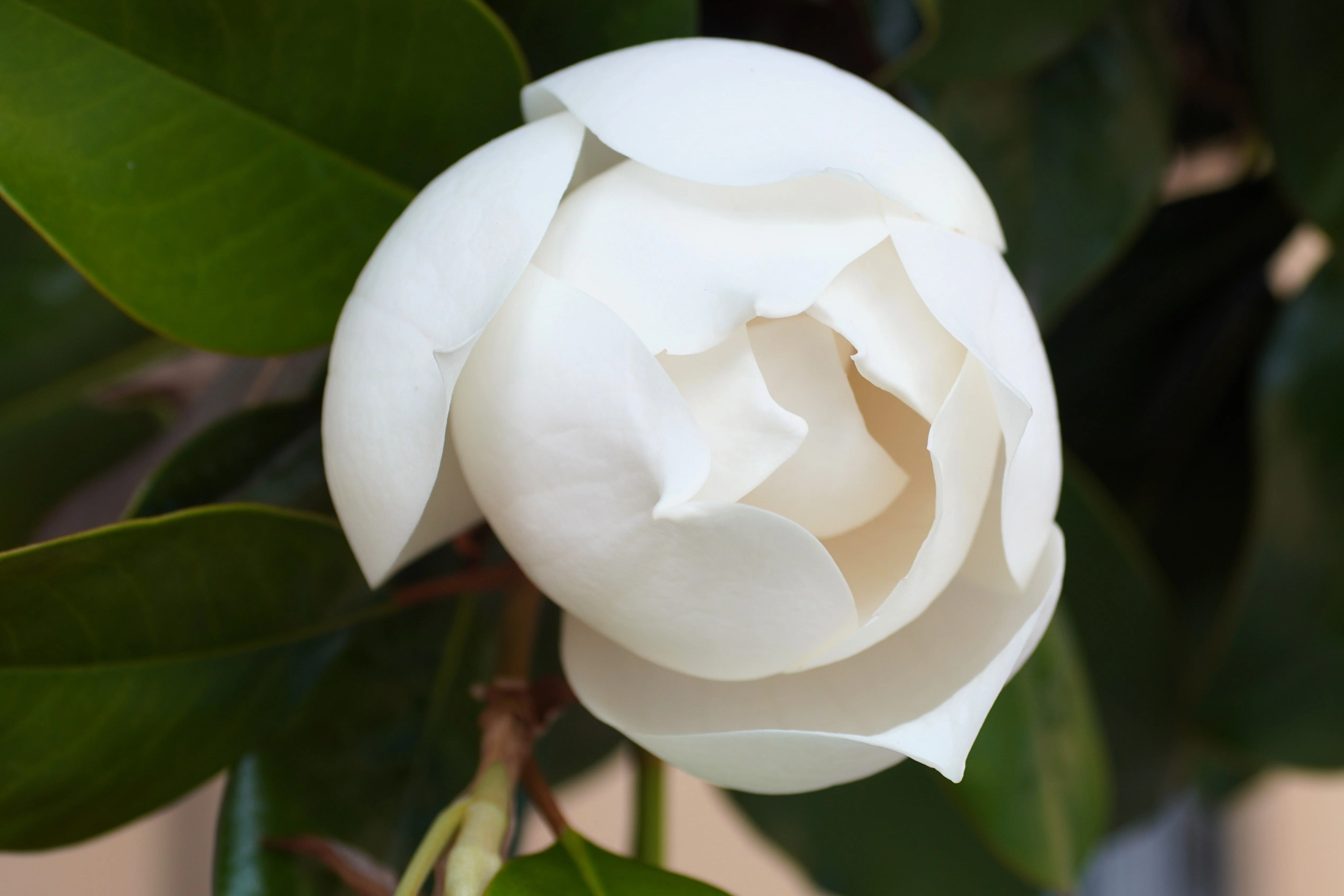 10 SOUTHERN MAGNOLIA TREE 12" White Flowers Native Grandiflora Bull Bay Seeds - Image 7