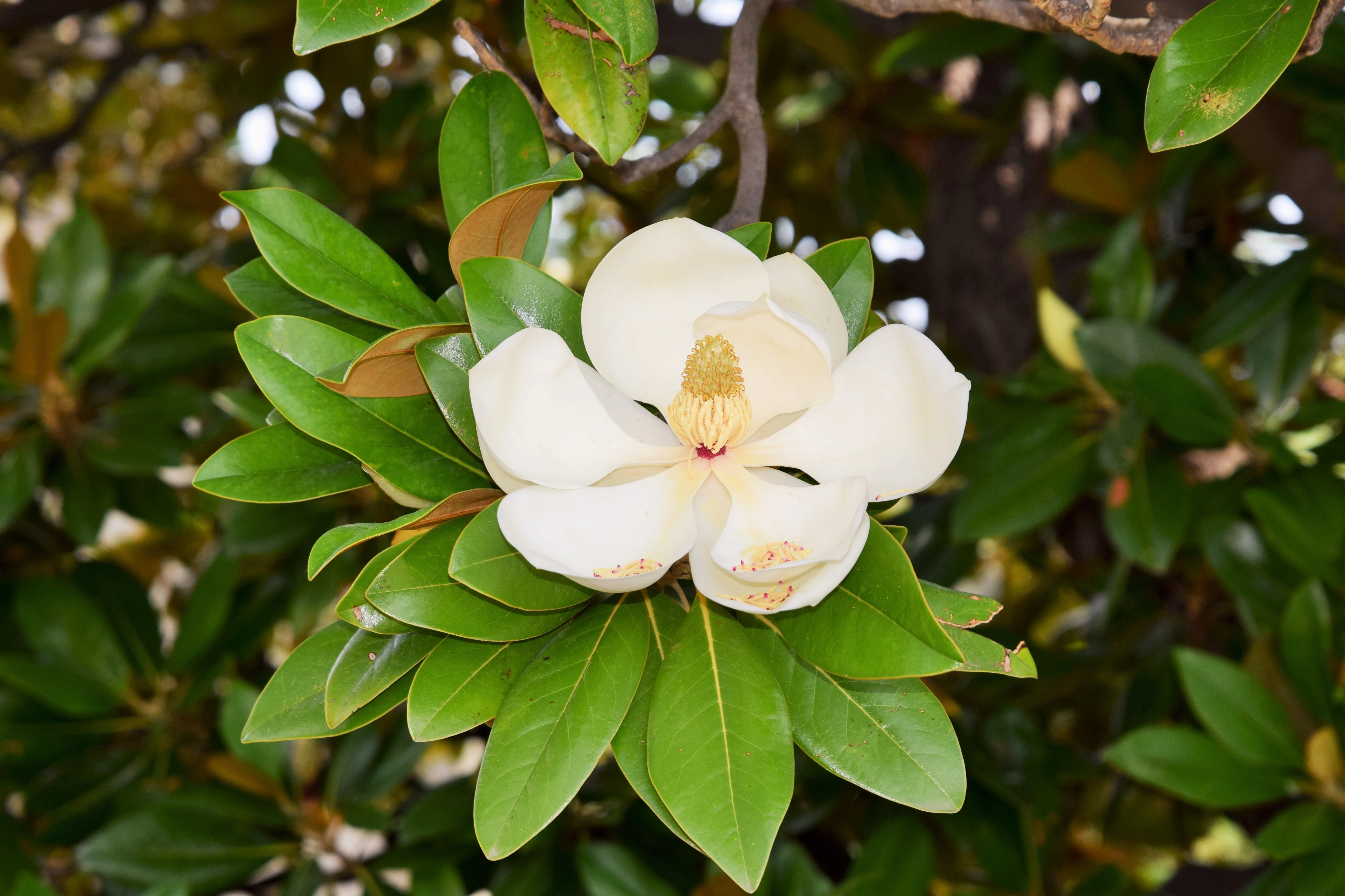 10 SOUTHERN MAGNOLIA TREE 12" White Flowers Native Grandiflora Bull Bay Seeds - Image 8