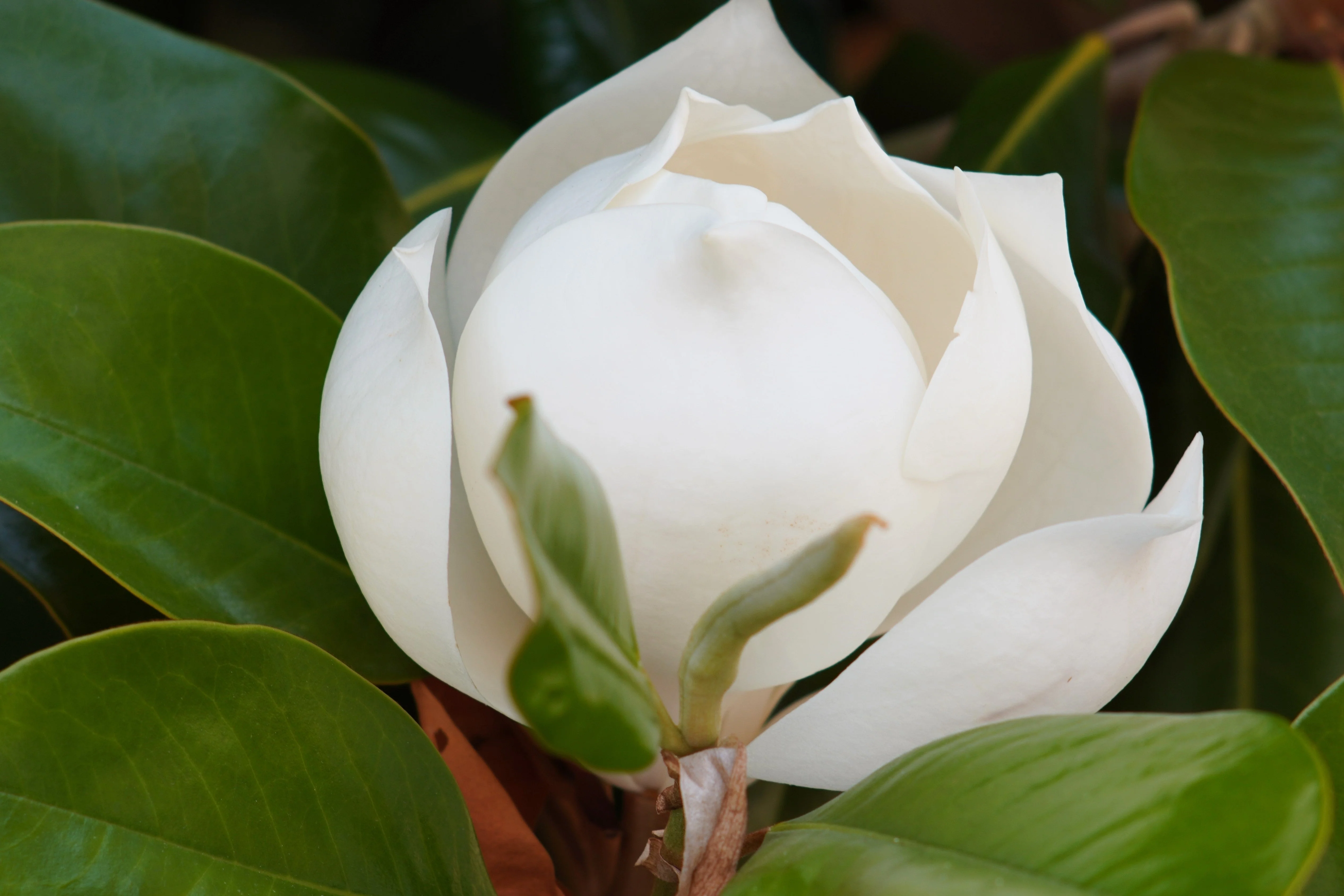 10 SOUTHERN MAGNOLIA TREE 12" White Flowers Native Grandiflora Bull Bay Seeds - Image 9