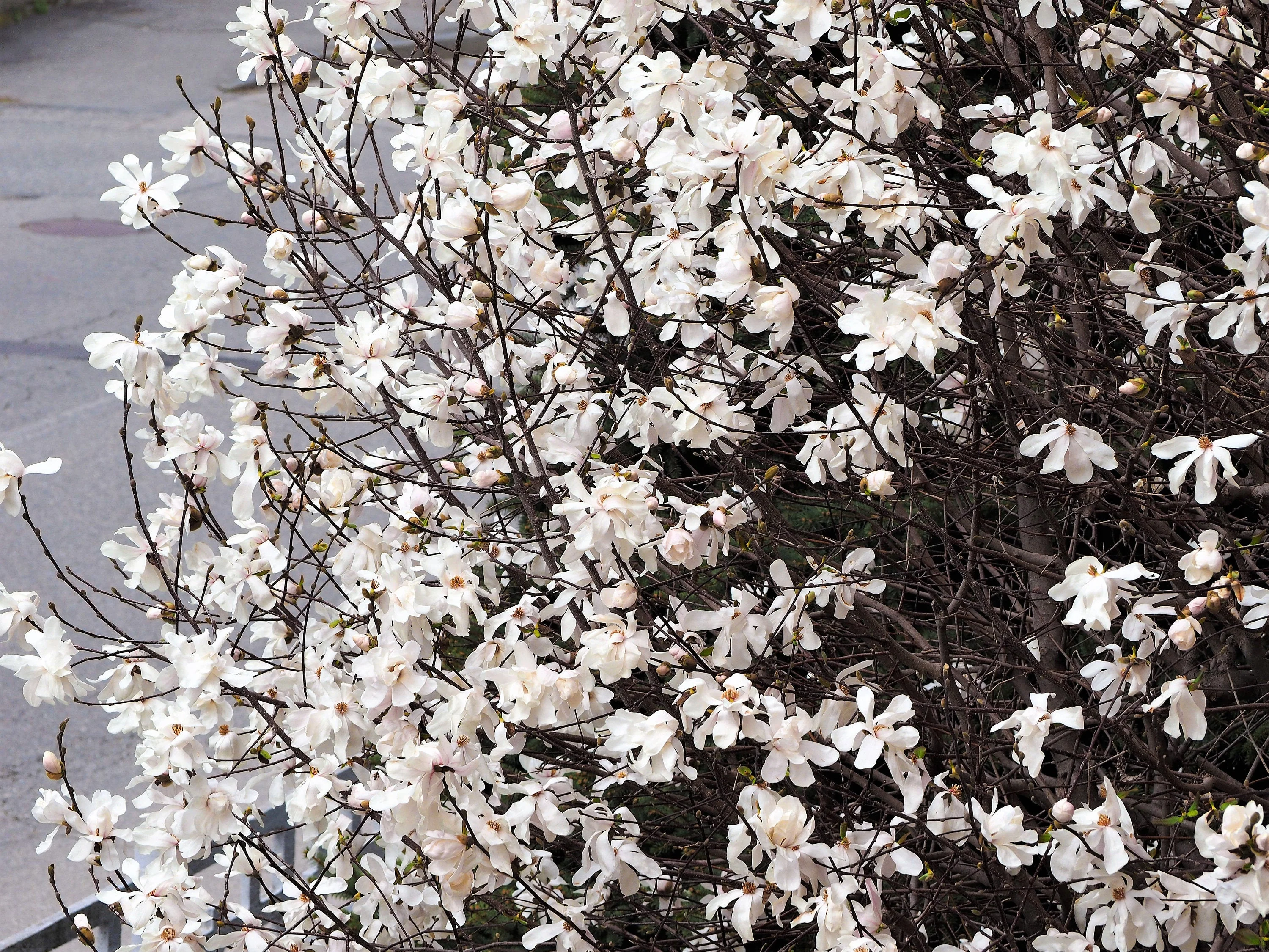 10 SWEETBAY MAGNOLIA Virginiana TREE Shrub Native Sweet Bay, White Bay, Laurel Magnolia - White 3" Fragrant Flower Seeds - Image 2