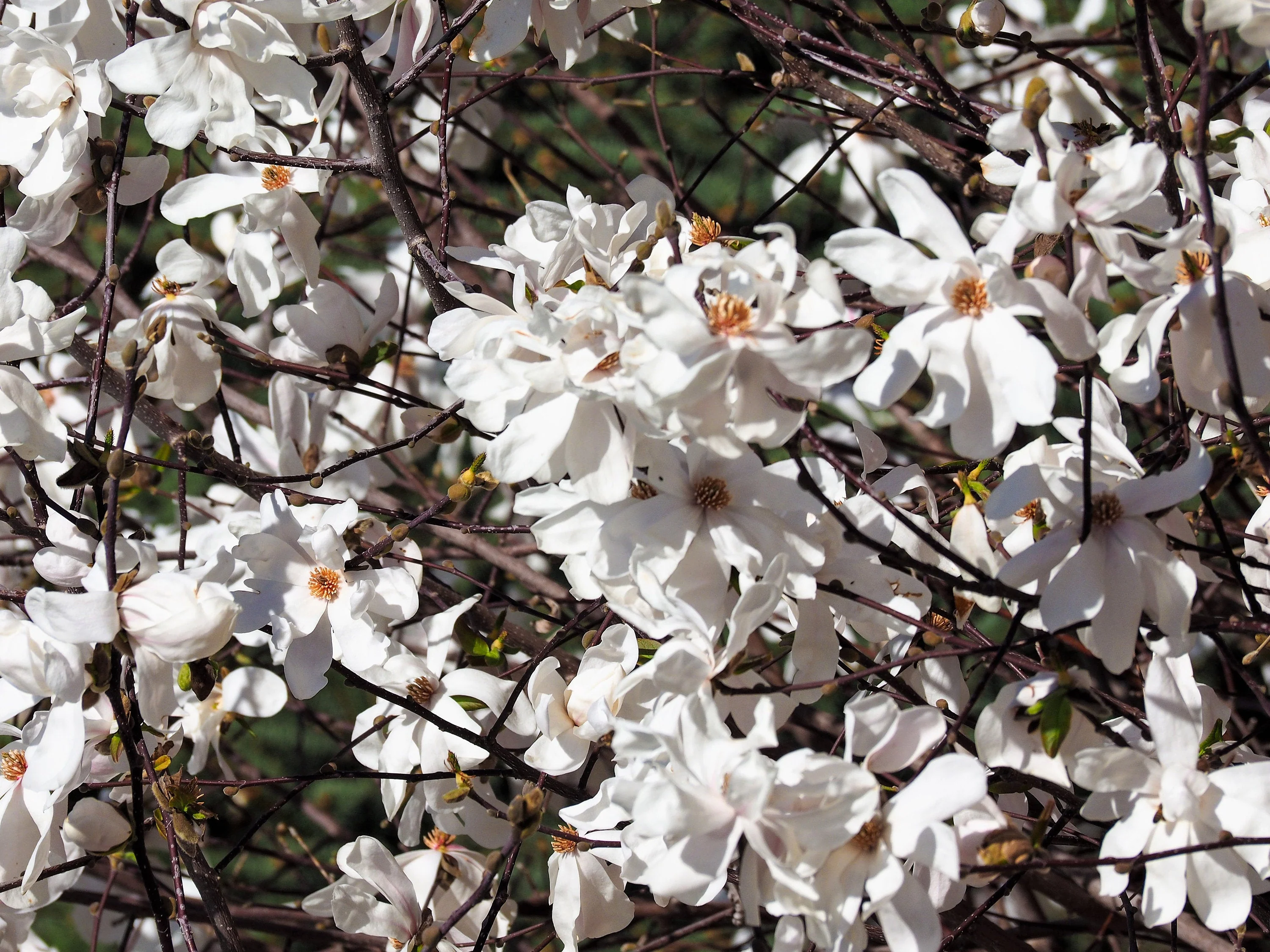 10 SWEETBAY MAGNOLIA Virginiana TREE Shrub Native Sweet Bay, White Bay, Laurel Magnolia - White 3" Fragrant Flower Seeds - Image 3