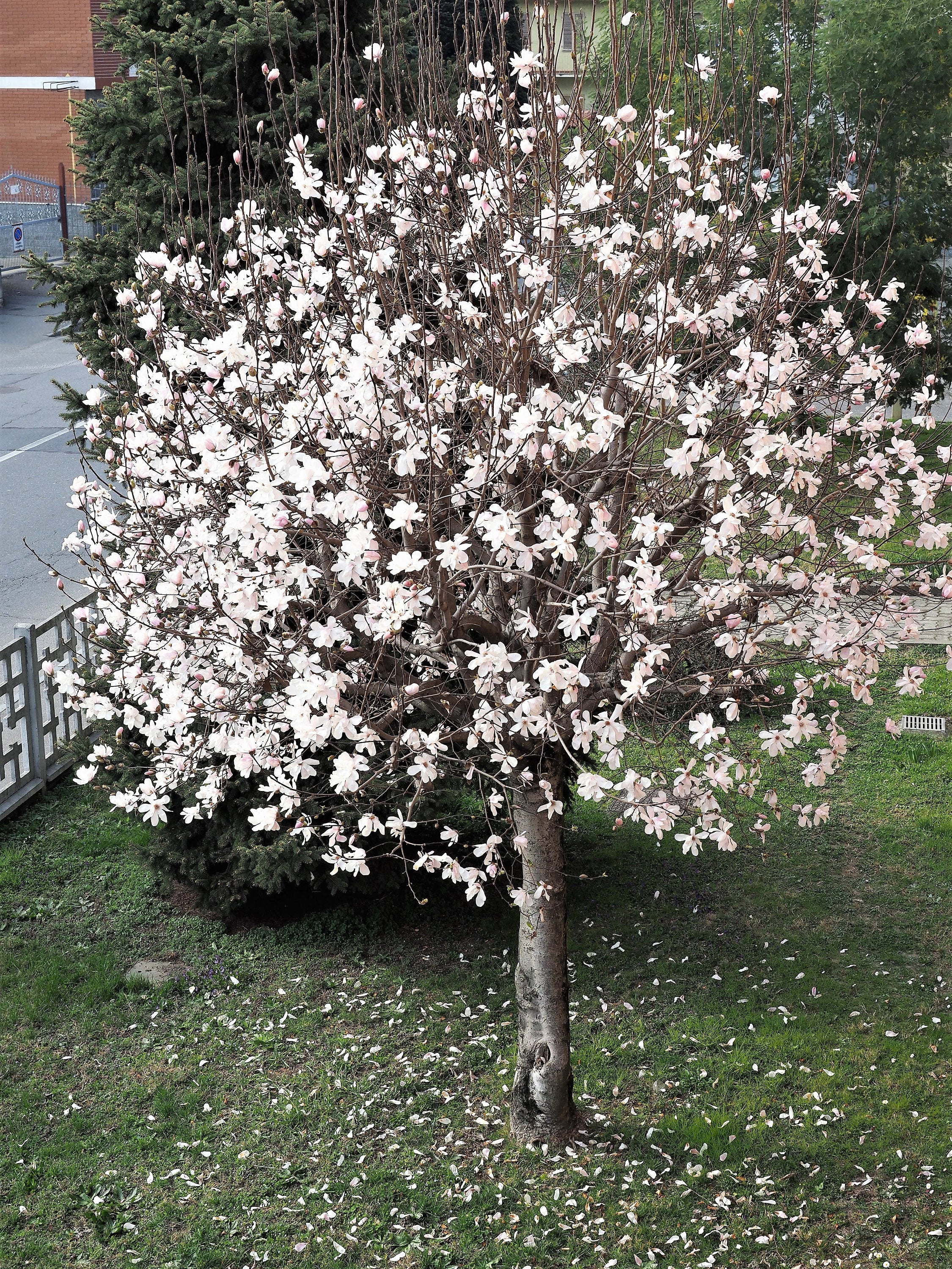 10 SWEETBAY MAGNOLIA Virginiana TREE Shrub Native Sweet Bay, White Bay, Laurel Magnolia - White 3" Fragrant Flower Seeds - Image 4