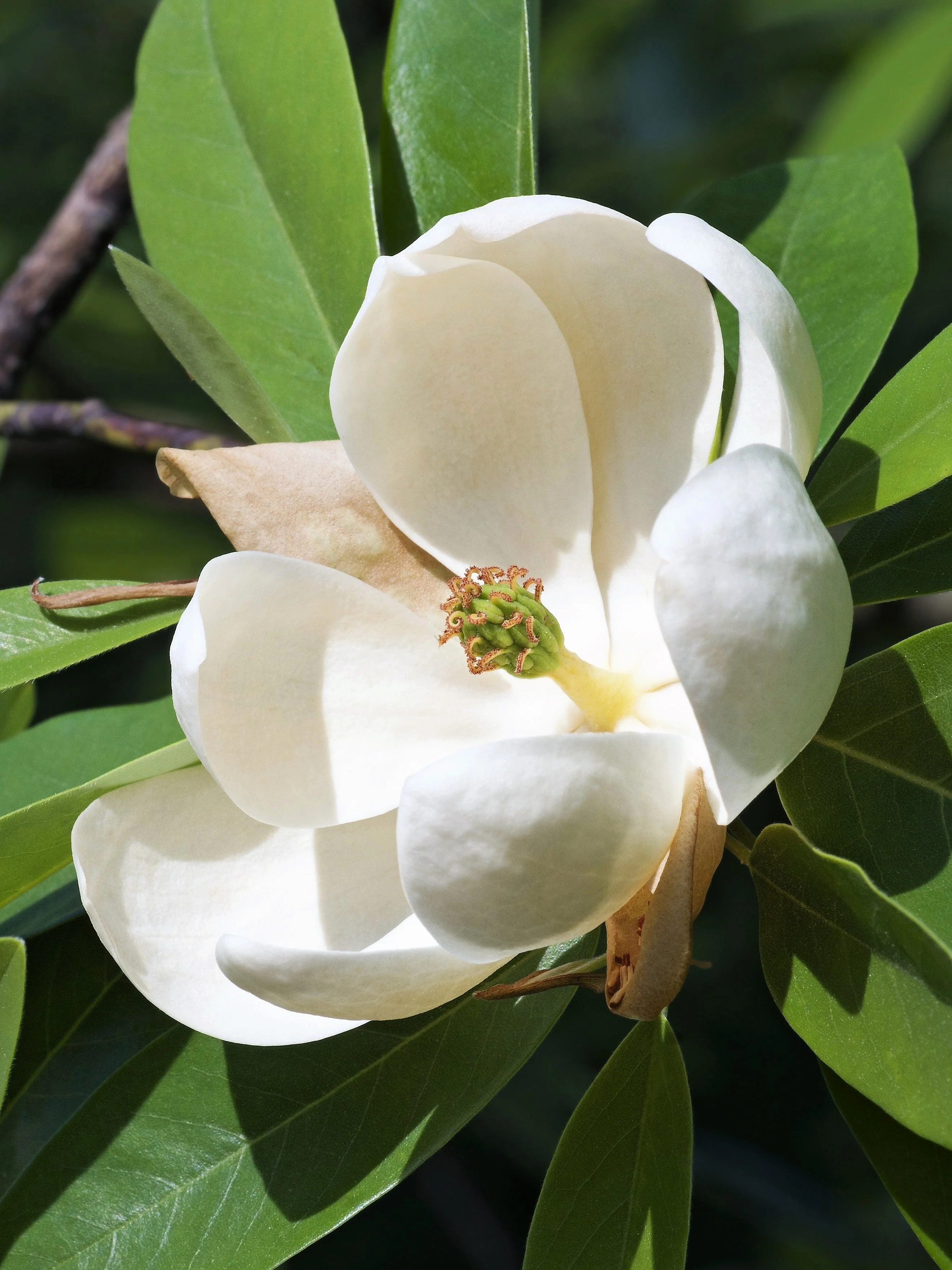 10 SWEETBAY MAGNOLIA Virginiana TREE Shrub Native Sweet Bay, White Bay, Laurel Magnolia - White 3" Fragrant Flower Seeds - Image 5