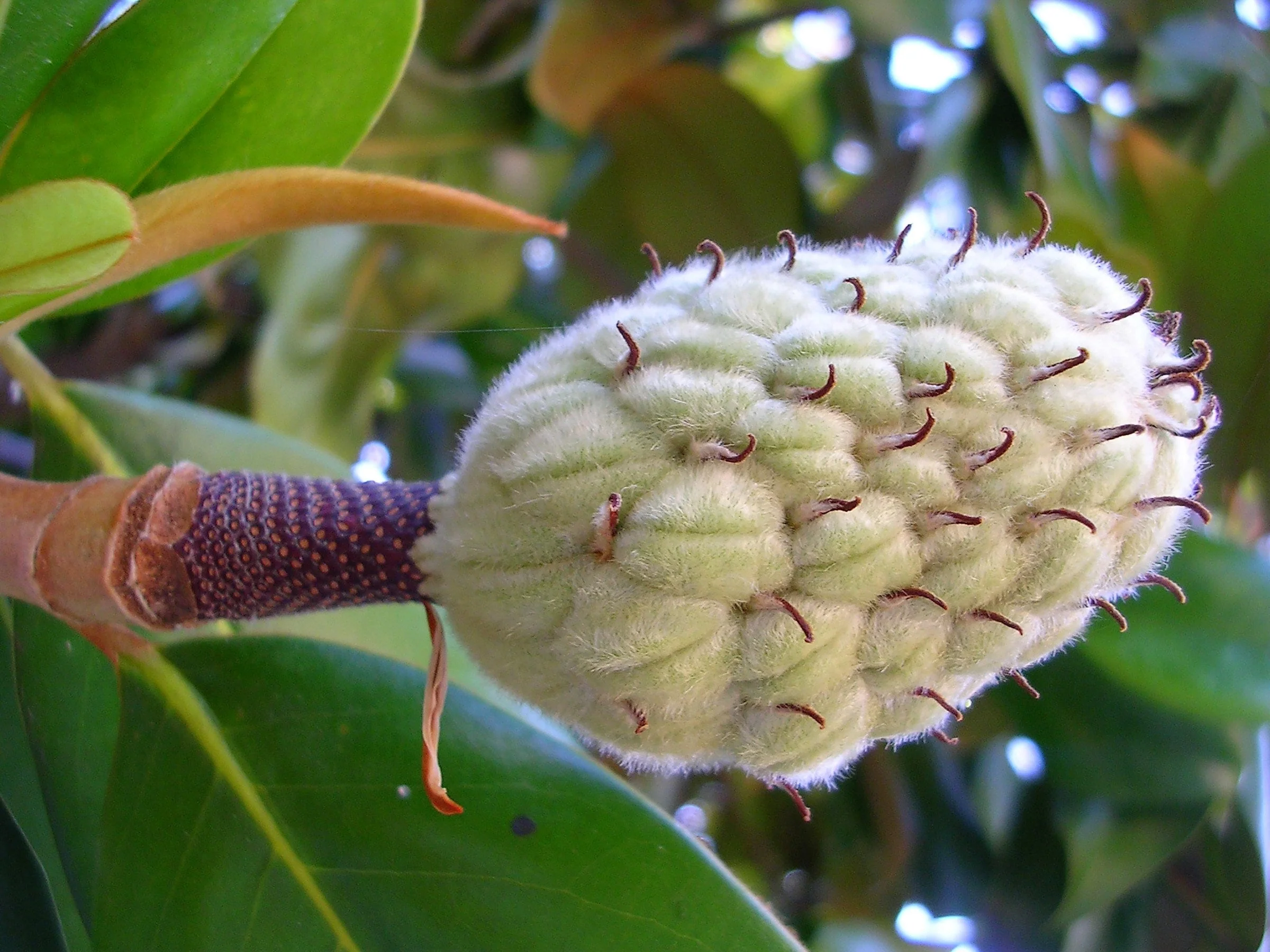 10 SWEETBAY MAGNOLIA Virginiana TREE Shrub Native Sweet Bay, White Bay, Laurel Magnolia - White 3" Fragrant Flower Seeds - Image 6