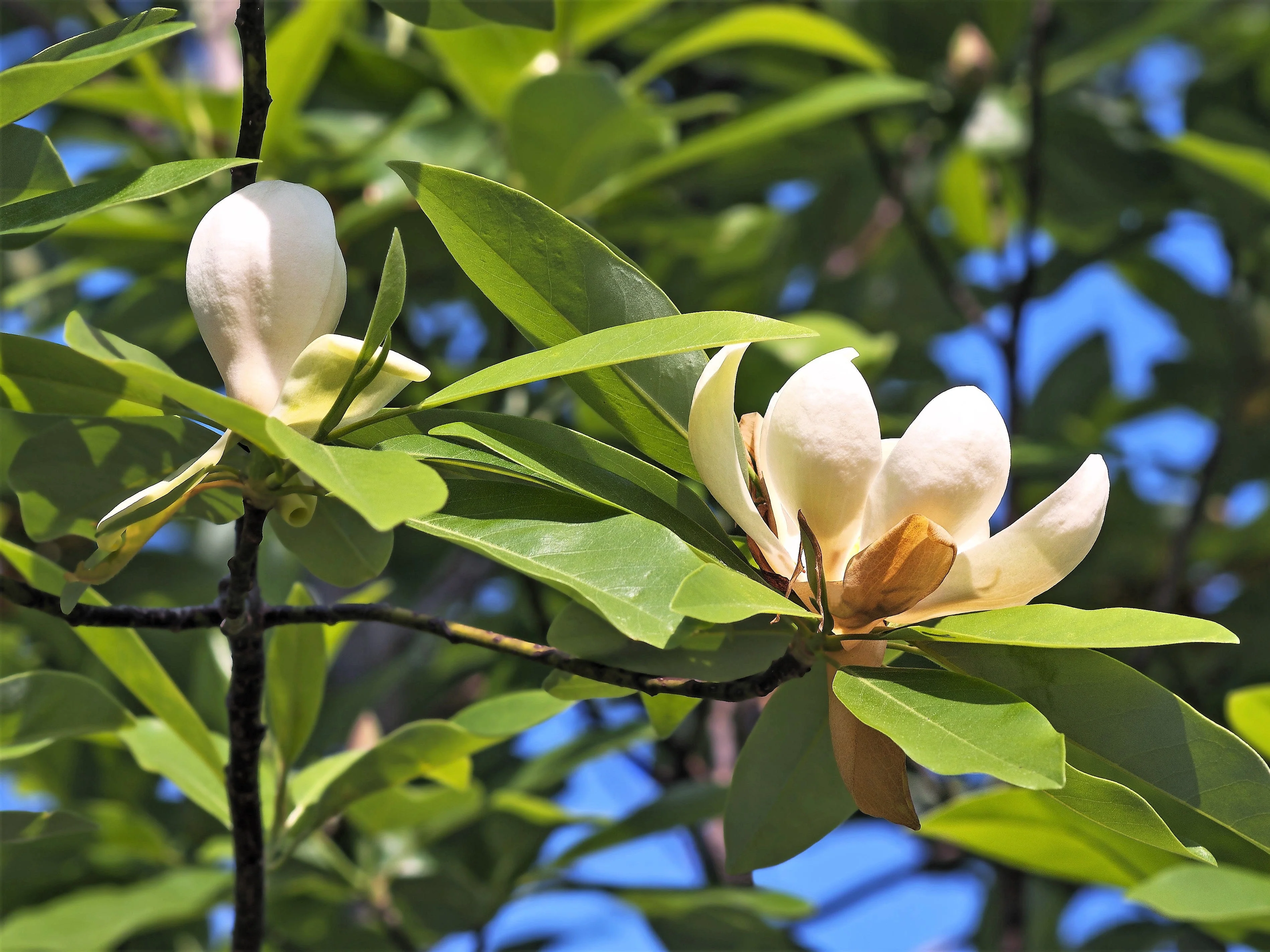 10 SWEETBAY MAGNOLIA Virginiana TREE Shrub Native Sweet Bay, White Bay, Laurel Magnolia - White 3" Fragrant Flower Seeds - Image 7