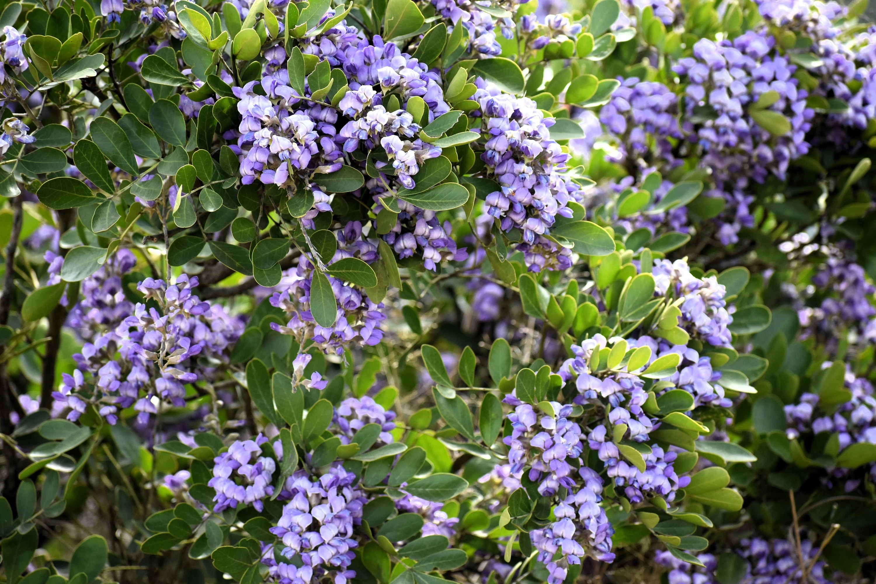 10 TEXAS Mountain LAUREL Sophora Secundiflora Mescal Tree Purple Flower Seeds - Image 10