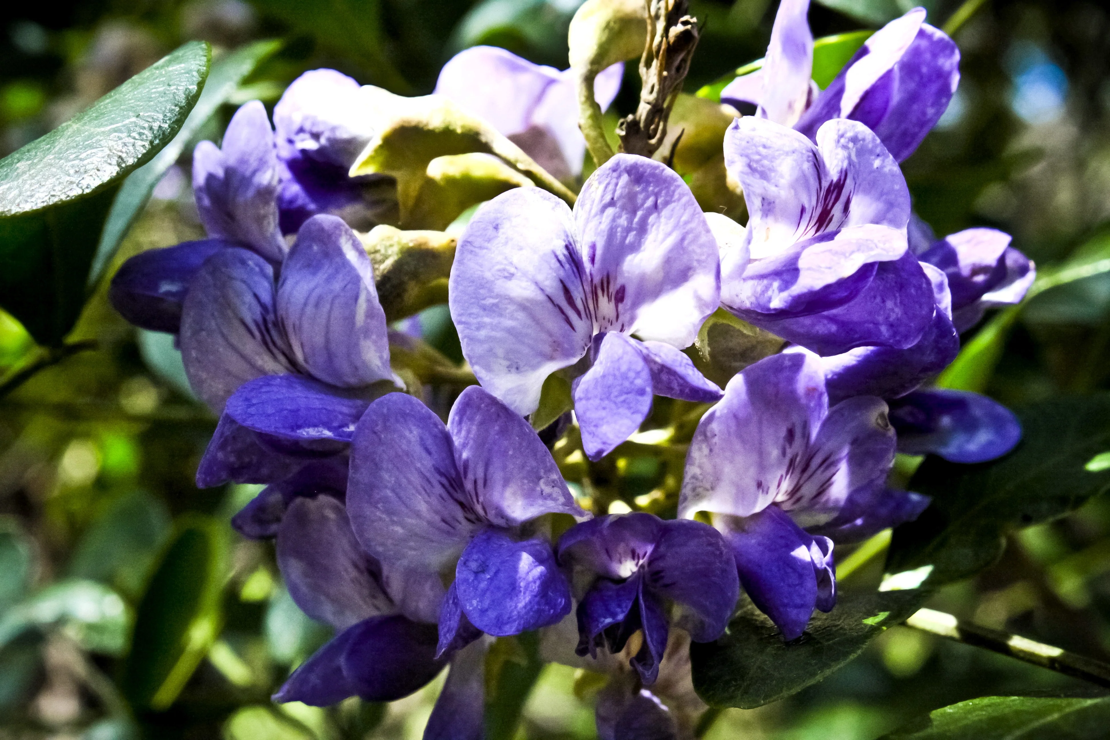 10 TEXAS Mountain LAUREL Sophora Secundiflora Mescal Tree Purple Flower Seeds - Image 11