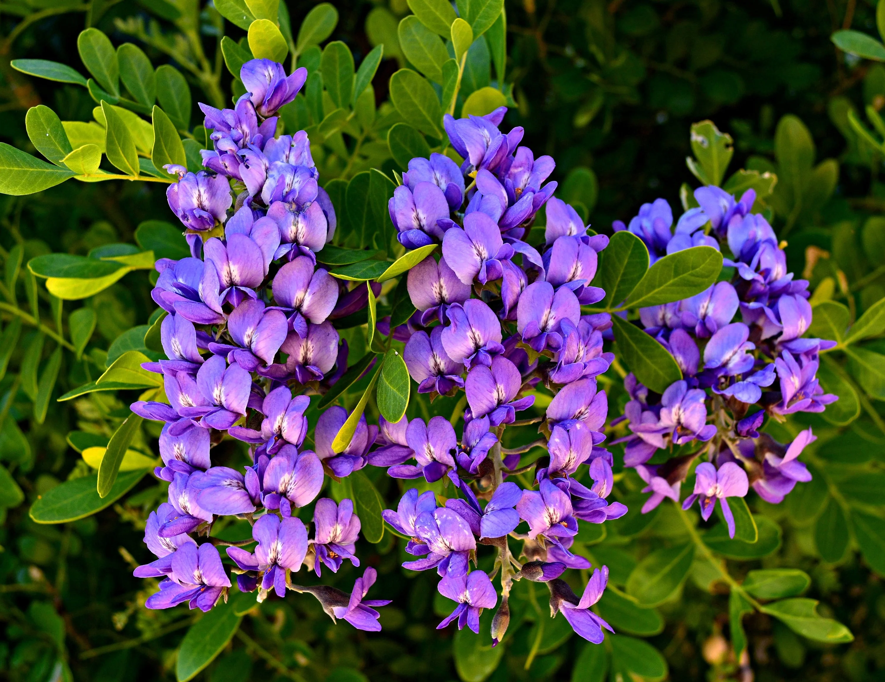 10 TEXAS Mountain LAUREL Sophora Secundiflora Mescal Tree Purple Flower Seeds - Image 2