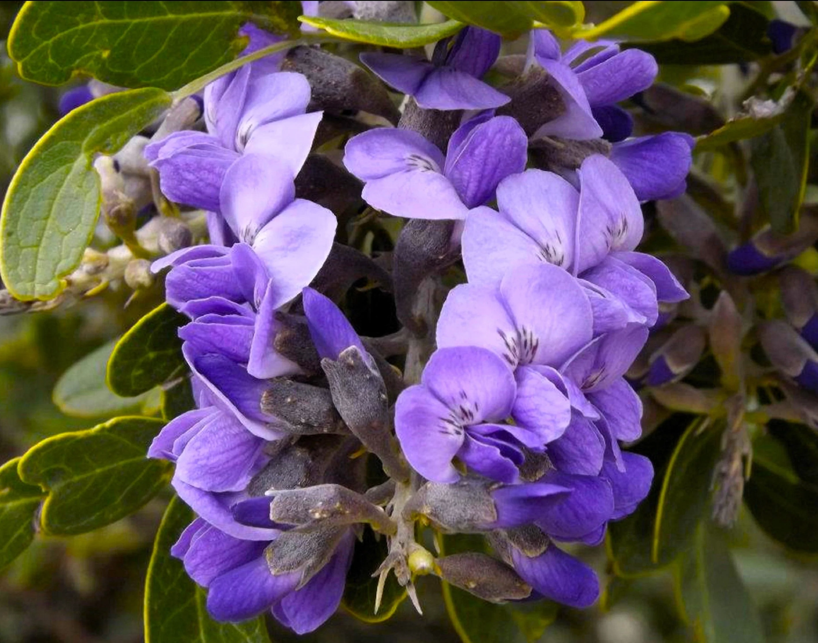 10 TEXAS Mountain LAUREL Sophora Secundiflora Mescal Tree Purple Flower Seeds - Image 3