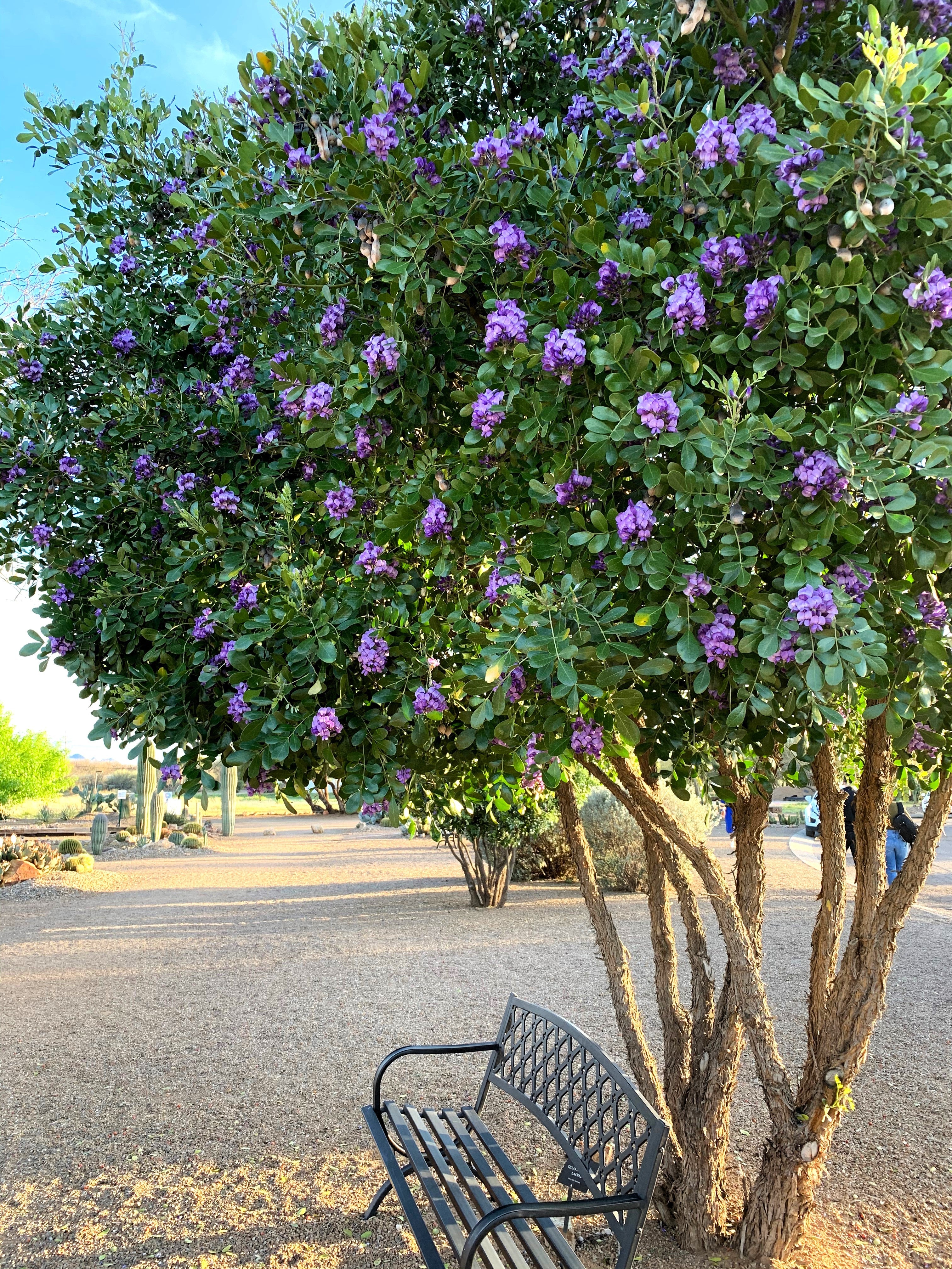 10 TEXAS Mountain LAUREL Sophora Secundiflora Mescal Tree Purple Flower Seeds - Image 4