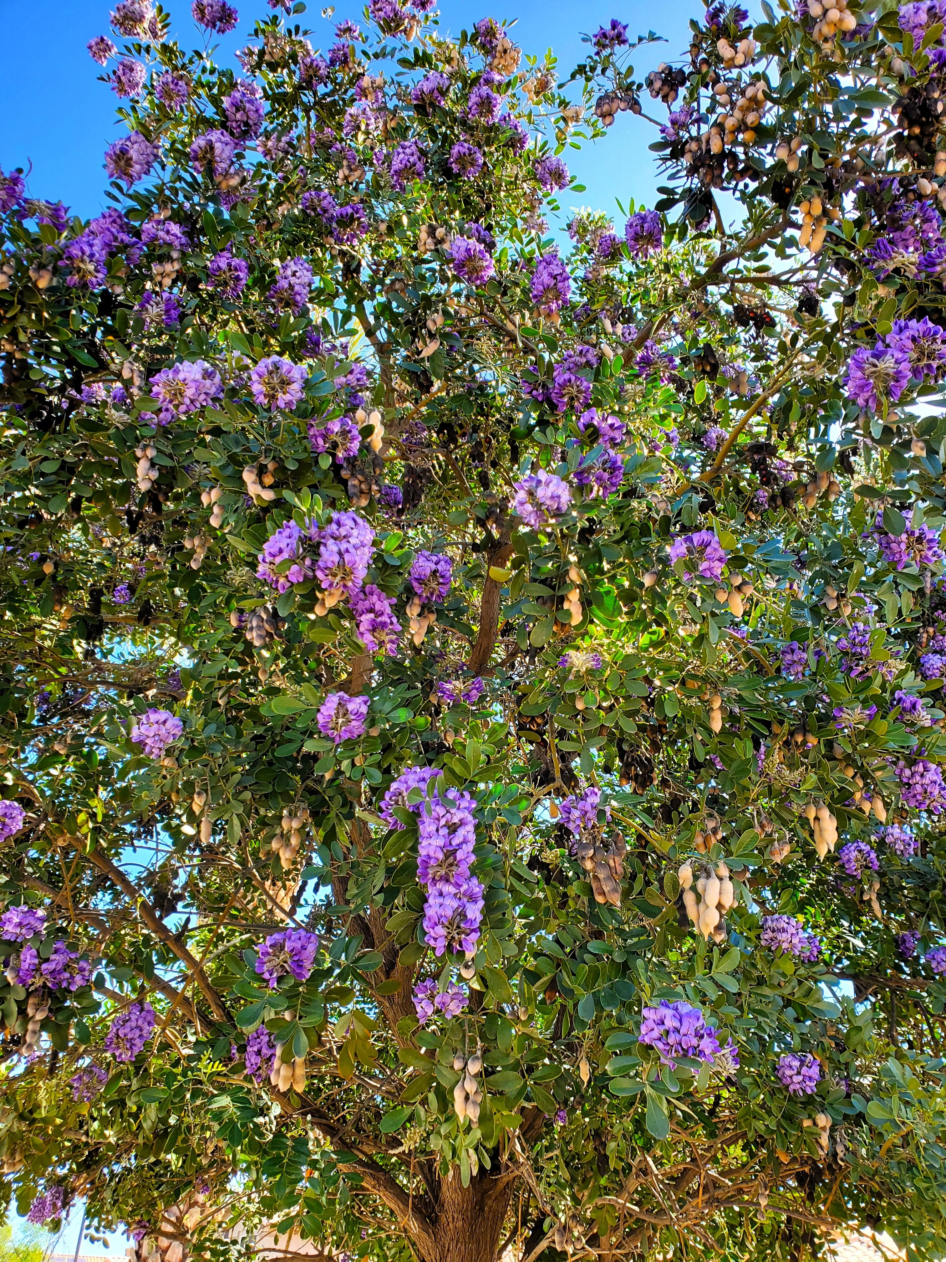 10 TEXAS Mountain LAUREL Sophora Secundiflora Mescal Tree Purple Flower Seeds - Image 5