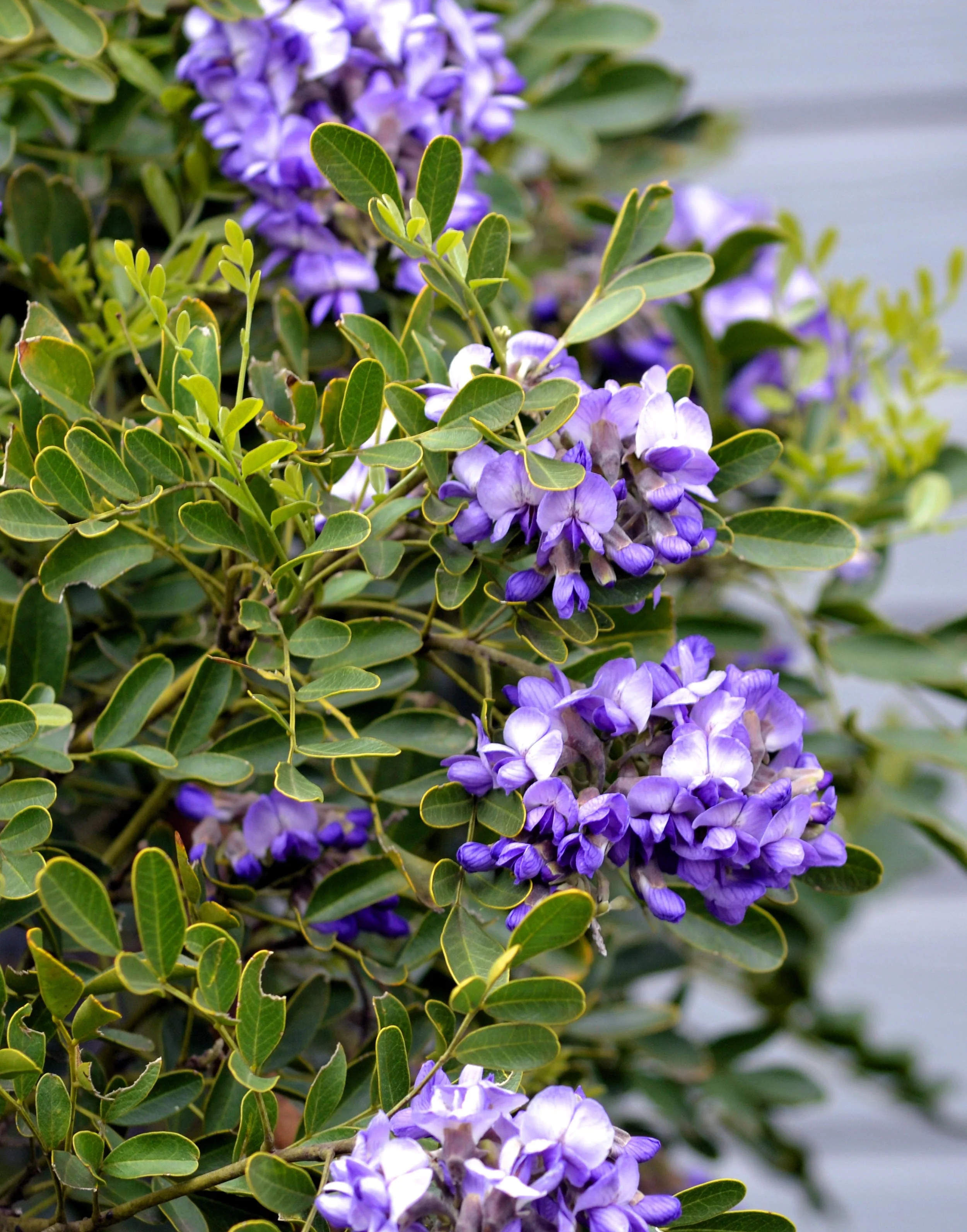 10 TEXAS Mountain LAUREL Sophora Secundiflora Mescal Tree Purple Flower Seeds - Image 6