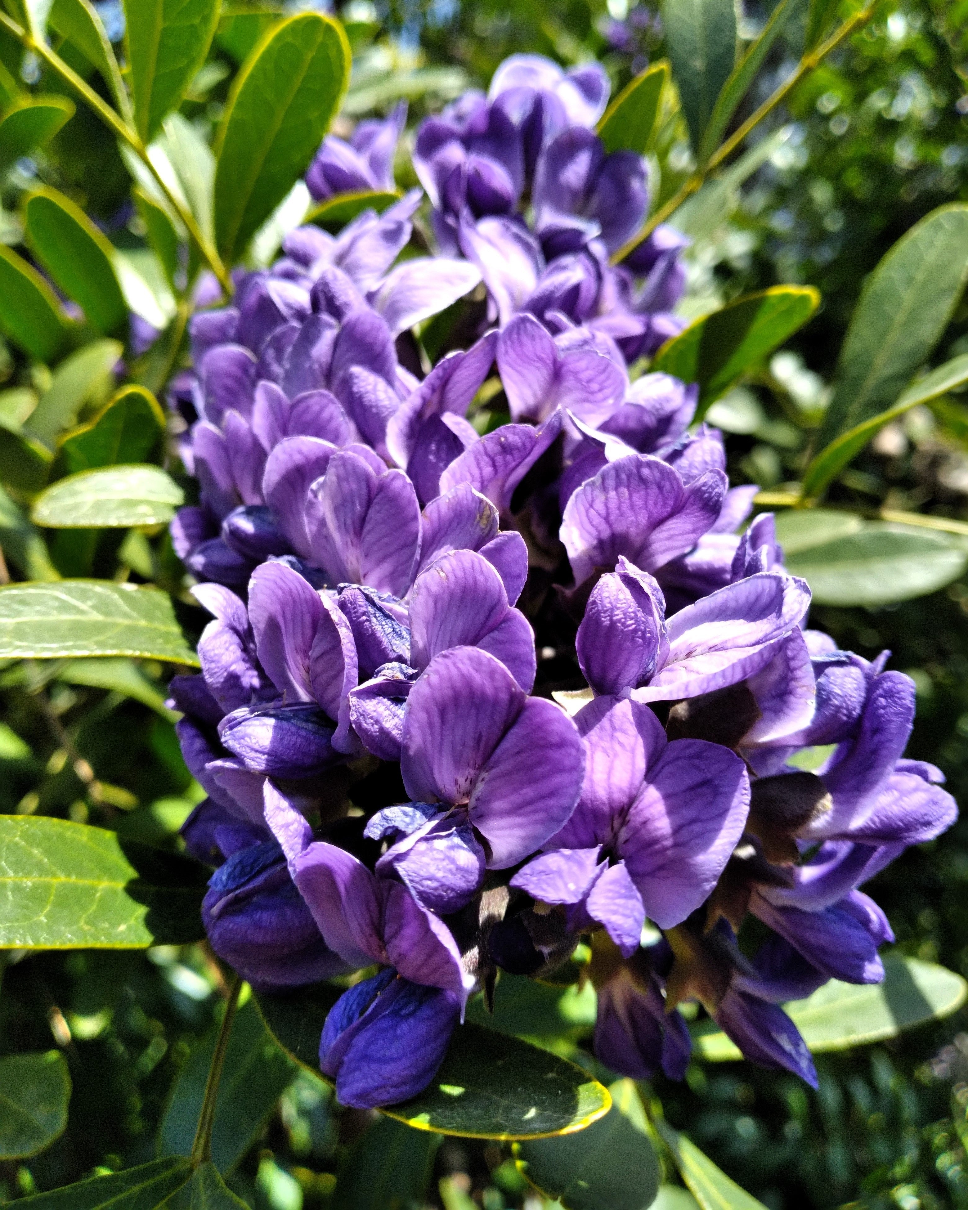 10 TEXAS Mountain LAUREL Sophora Secundiflora Mescal Tree Purple Flower Seeds - Image 7