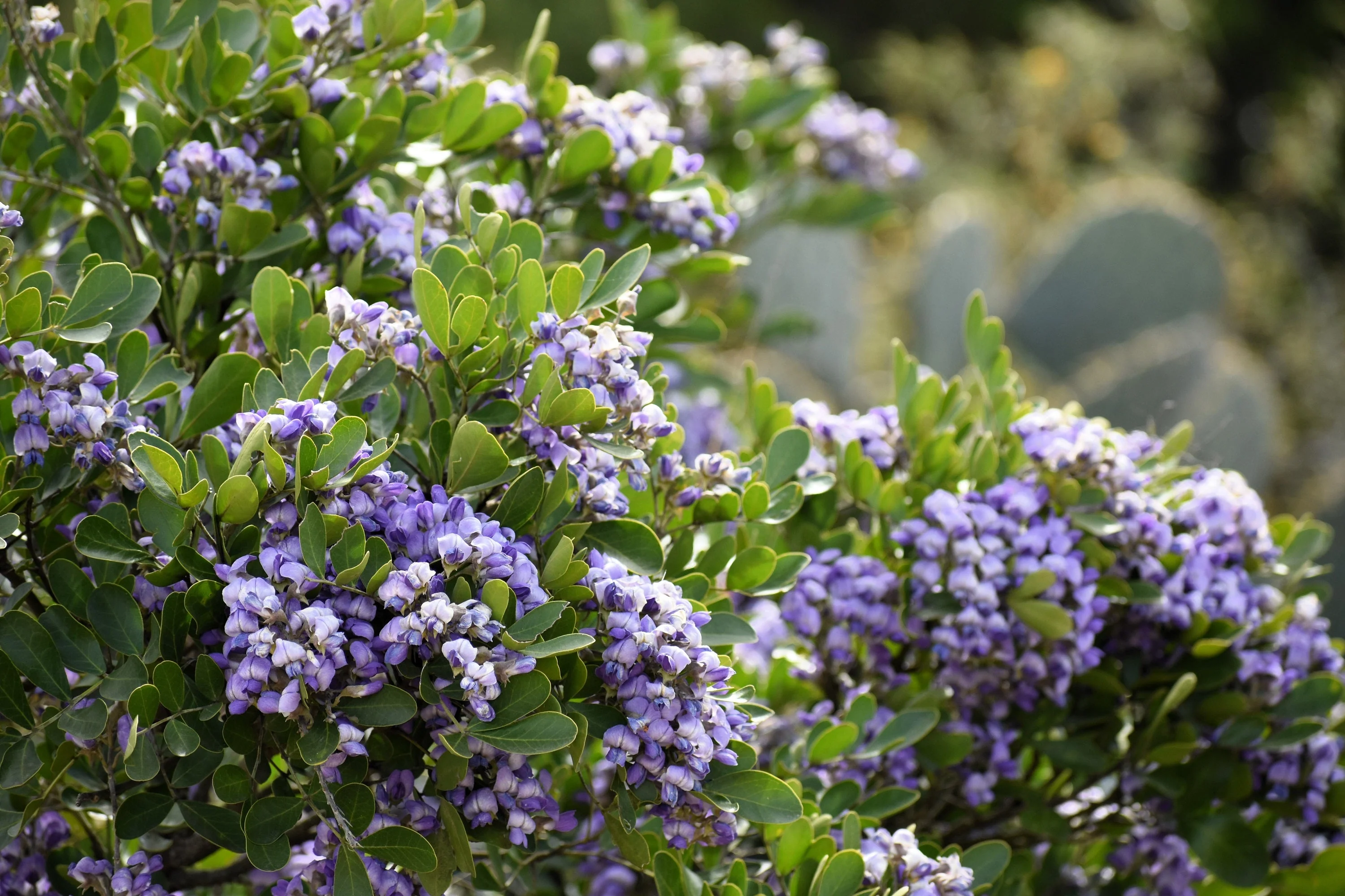 10 TEXAS Mountain LAUREL Sophora Secundiflora Mescal Tree Purple Flower Seeds - Image 8