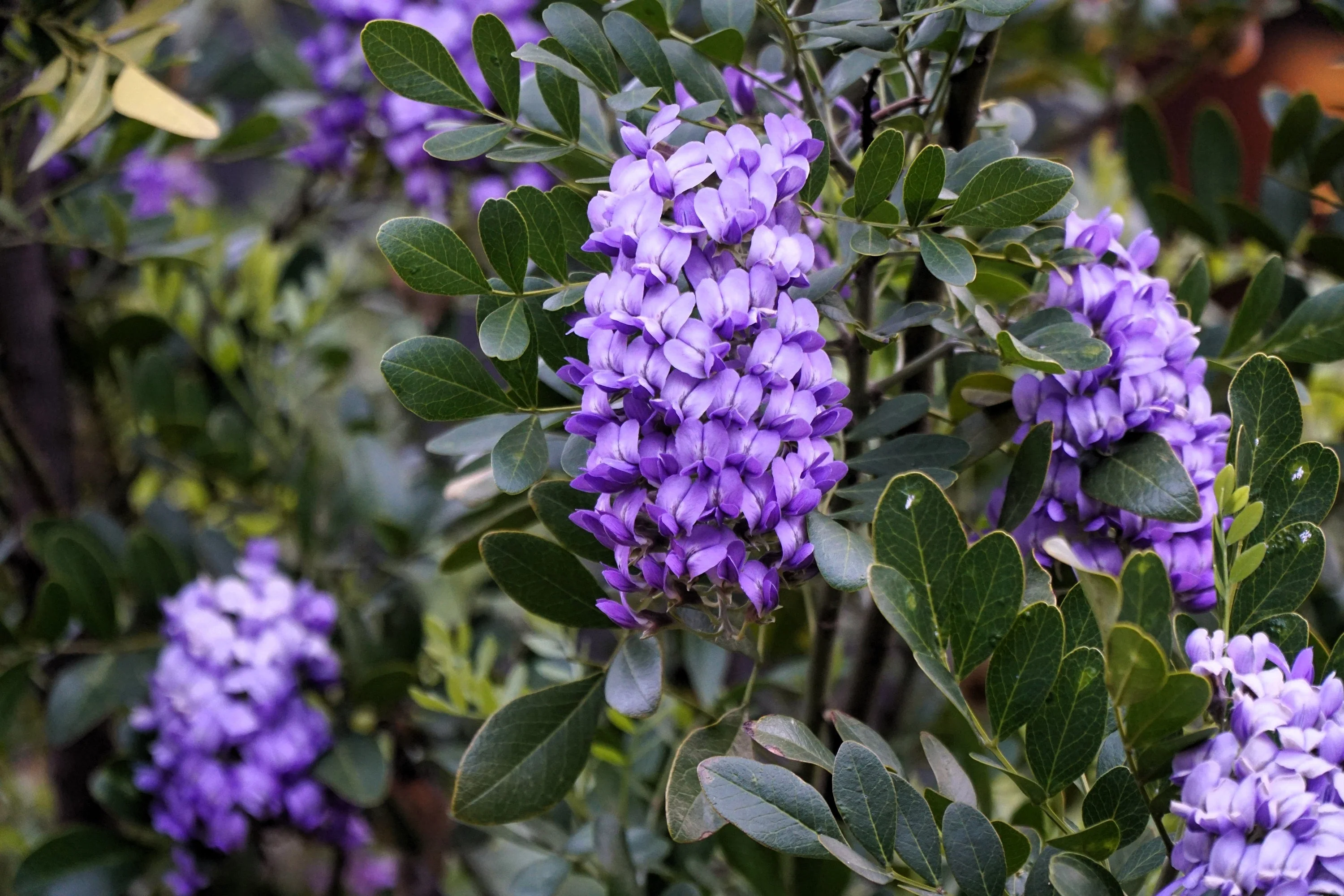 10 TEXAS Mountain LAUREL Sophora Secundiflora Mescal Tree Purple Flower Seeds - Image 9
