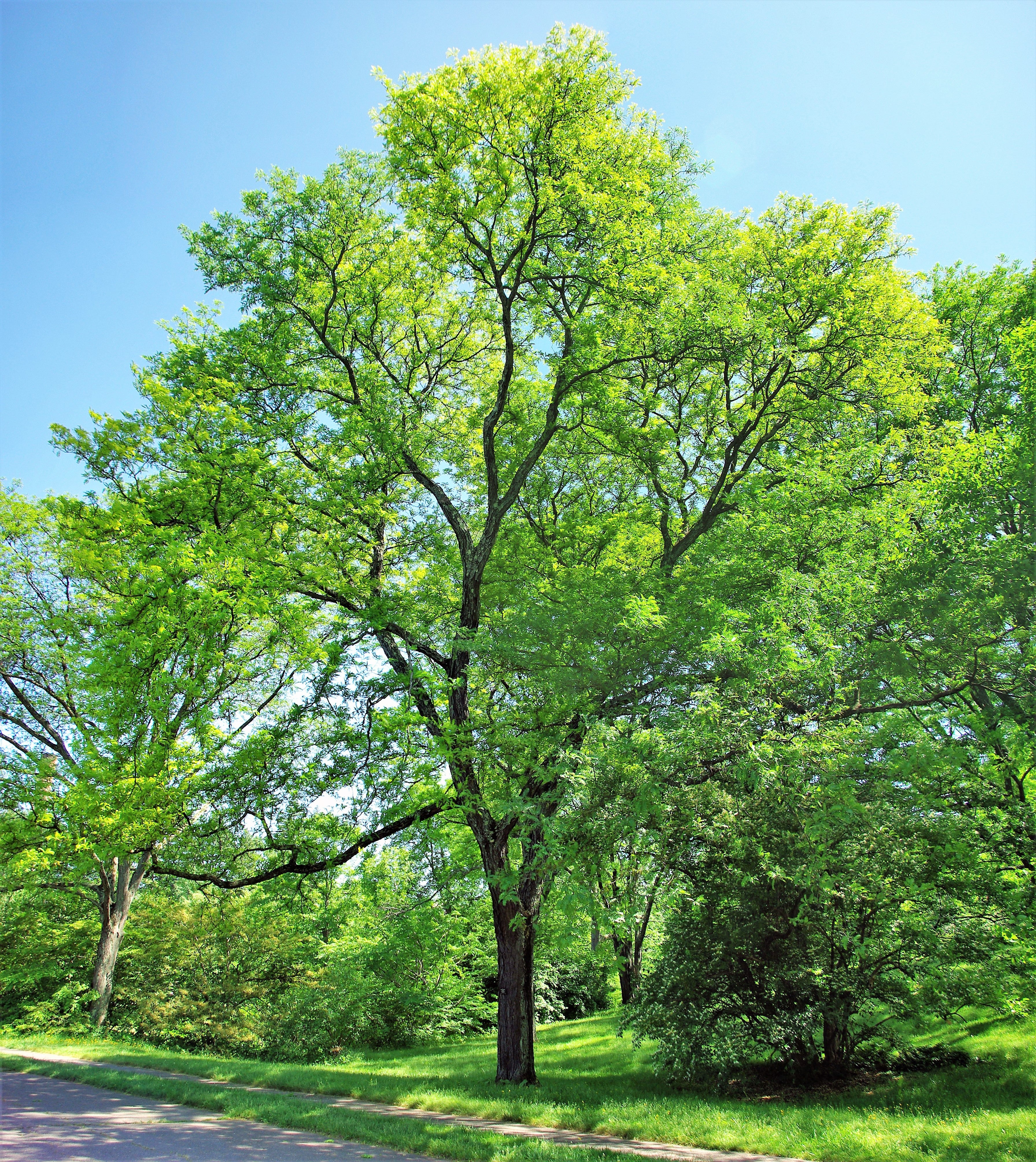 10 Thornless HONEYLOCUST Gleditsia Triacanthos Inermis Imperial Honey Locust Golden Yellow Tree Seeds - Image 10