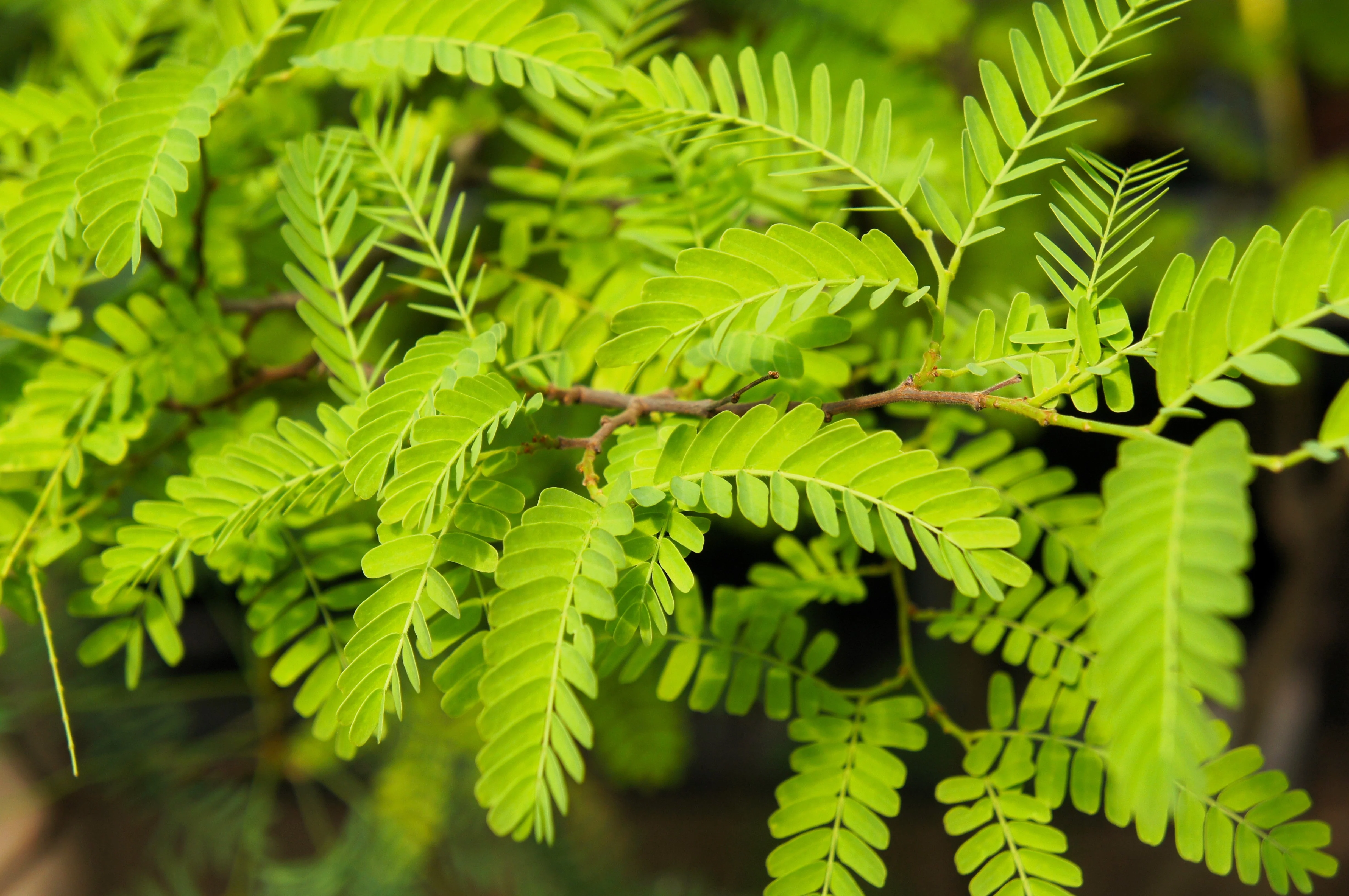 10 Thornless HONEYLOCUST Gleditsia Triacanthos Inermis Imperial Honey Locust Golden Yellow Tree Seeds - Image 2