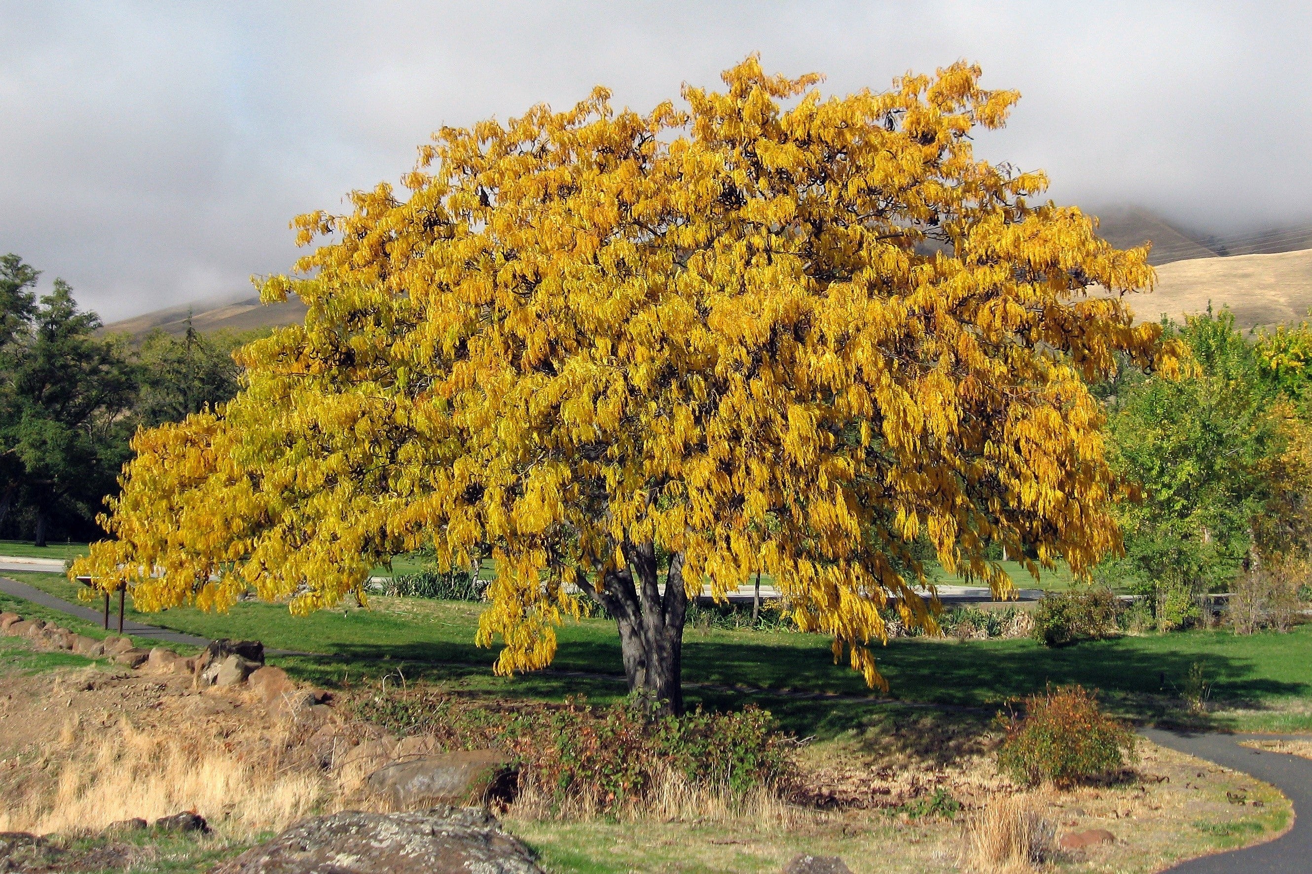 10 Thornless HONEYLOCUST Gleditsia Triacanthos Inermis Imperial Honey Locust Golden Yellow Tree Seeds - Image 3
