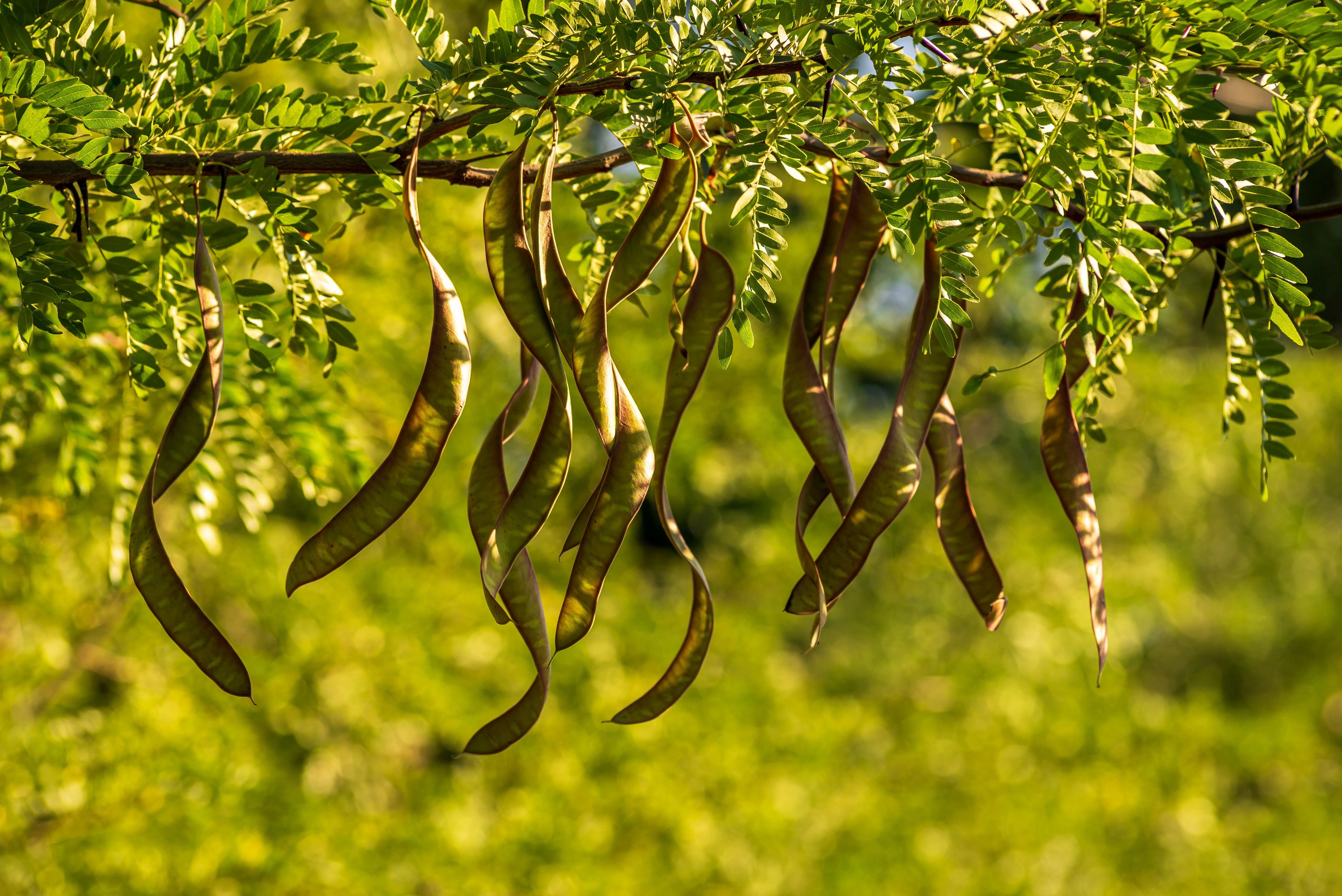 10 Thornless HONEYLOCUST Gleditsia Triacanthos Inermis Imperial Honey Locust Golden Yellow Tree Seeds - Image 5