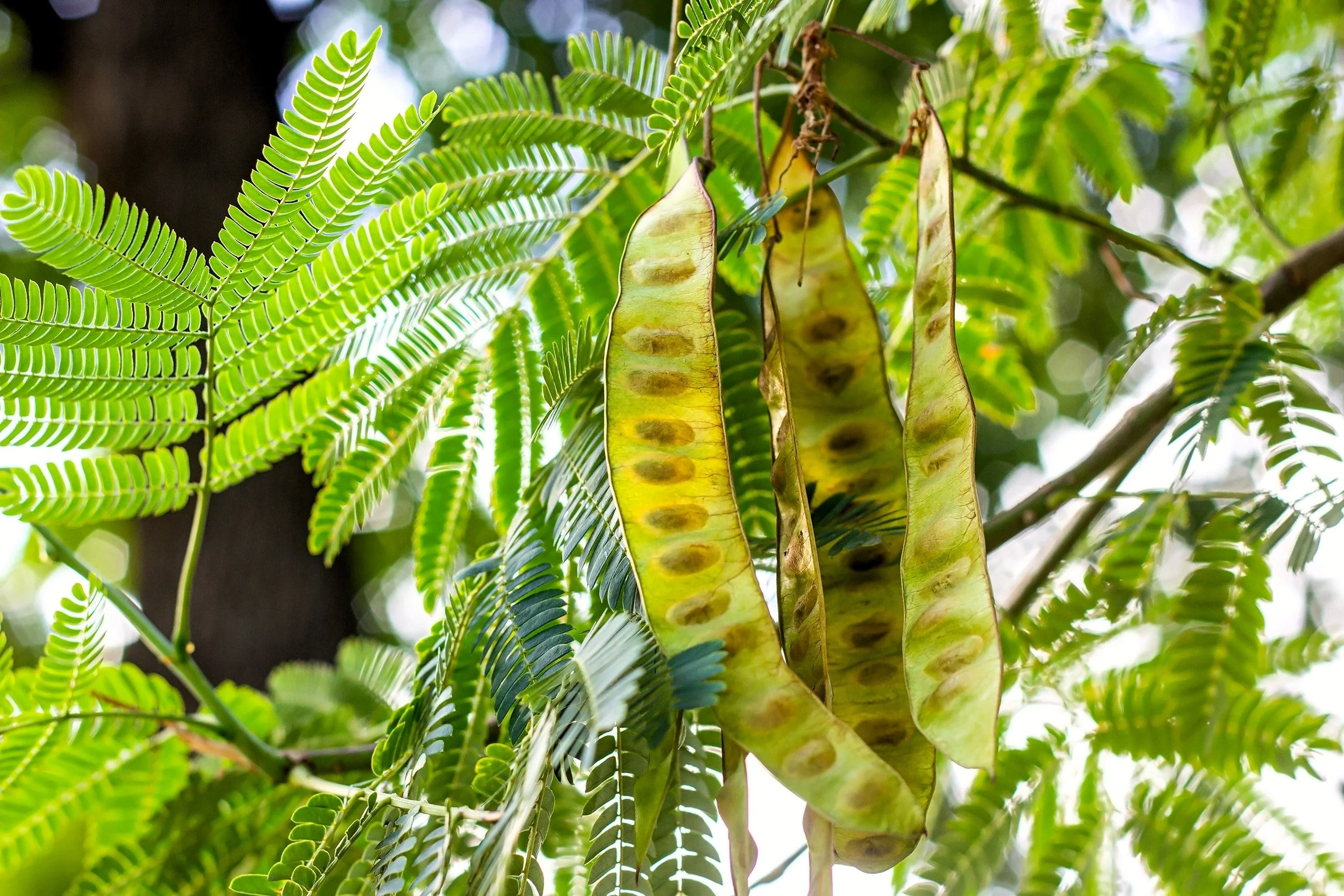 10 Thornless HONEYLOCUST Gleditsia Triacanthos Inermis Imperial Honey Locust Golden Yellow Tree Seeds - Image 6