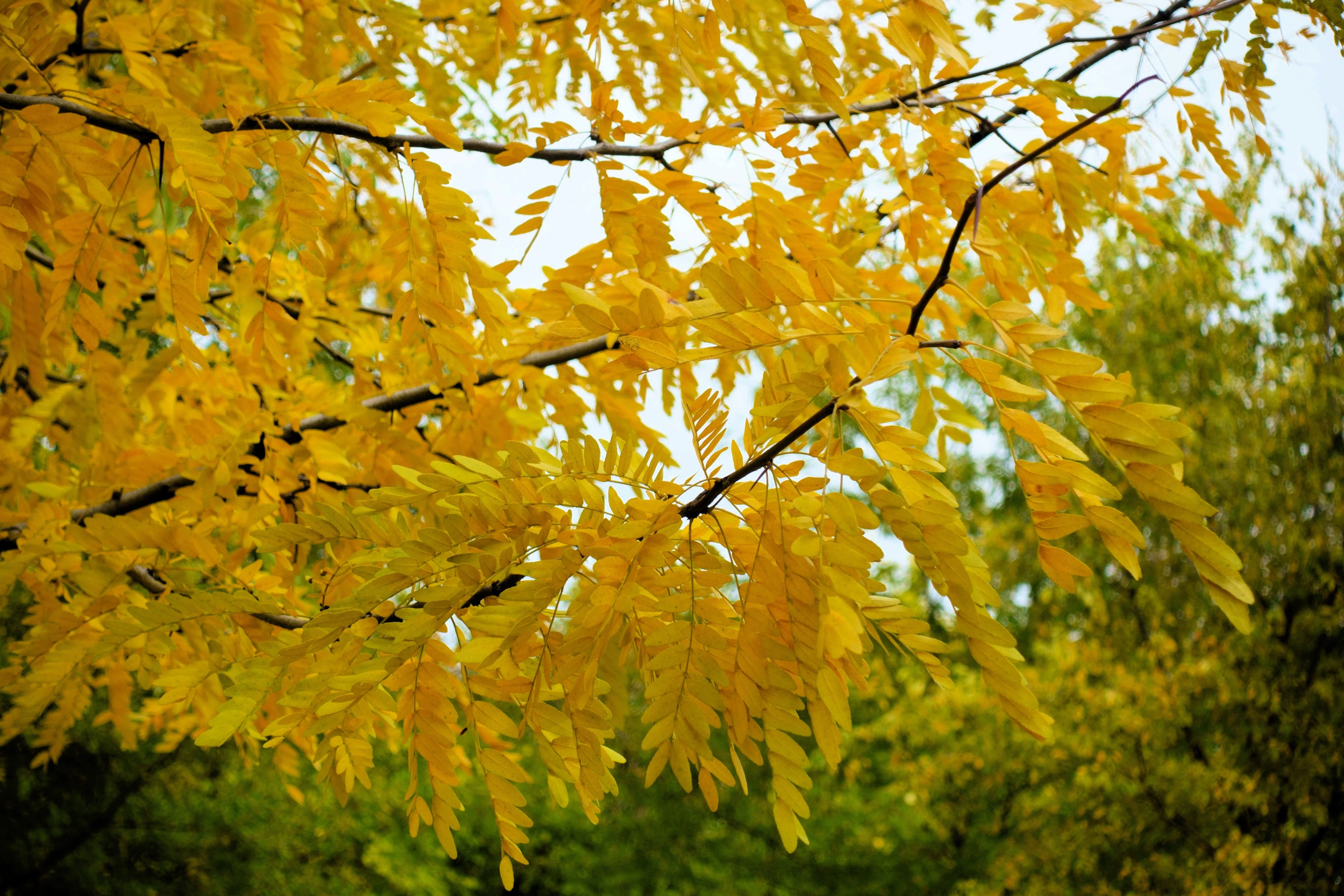10 Thornless HONEYLOCUST Gleditsia Triacanthos Inermis Imperial Honey Locust Golden Yellow Tree Seeds - Image 7